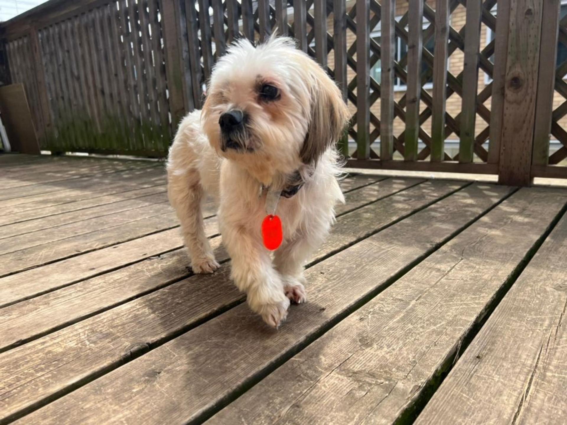 pet-image-6