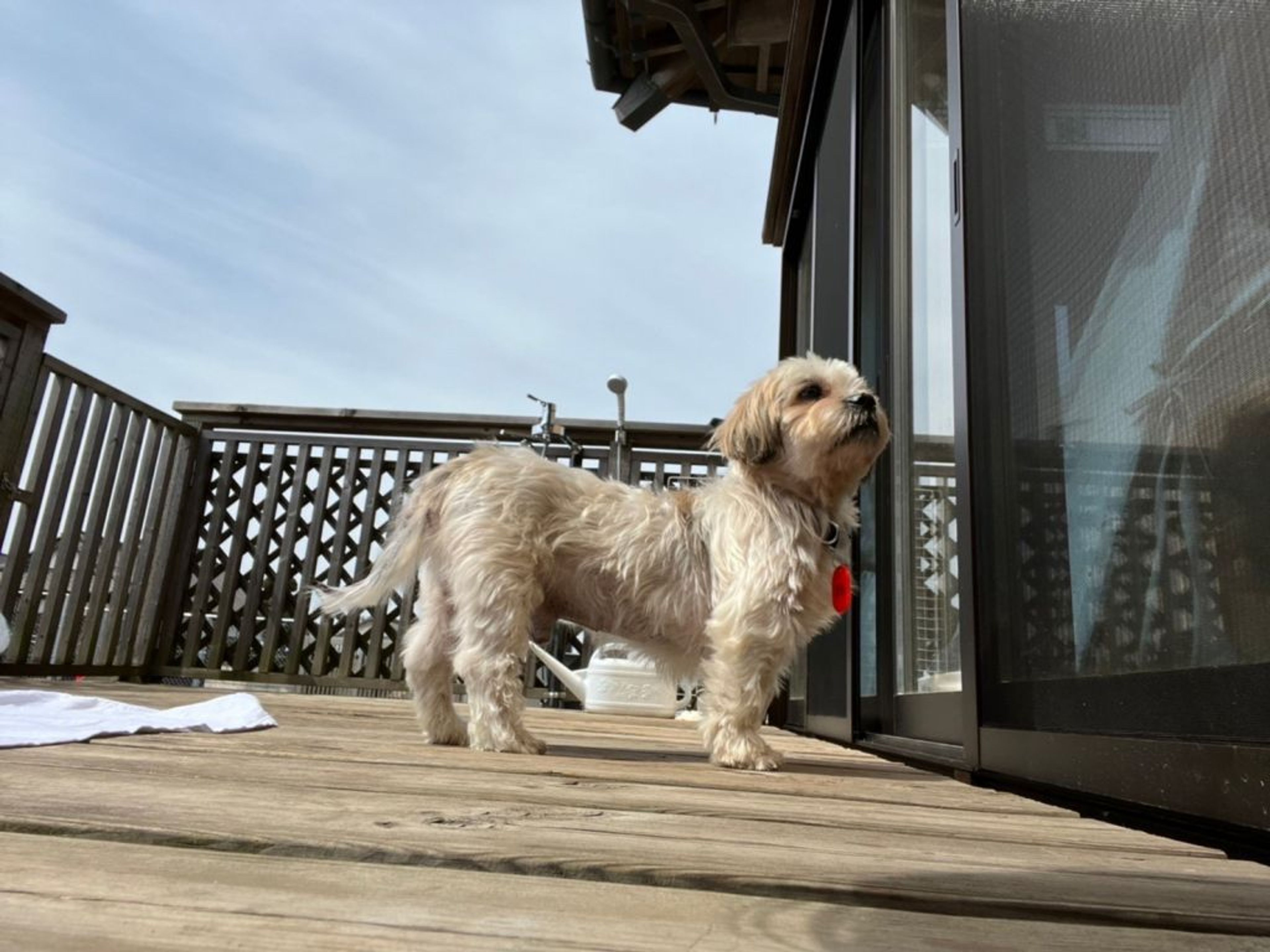 pet-image-7
