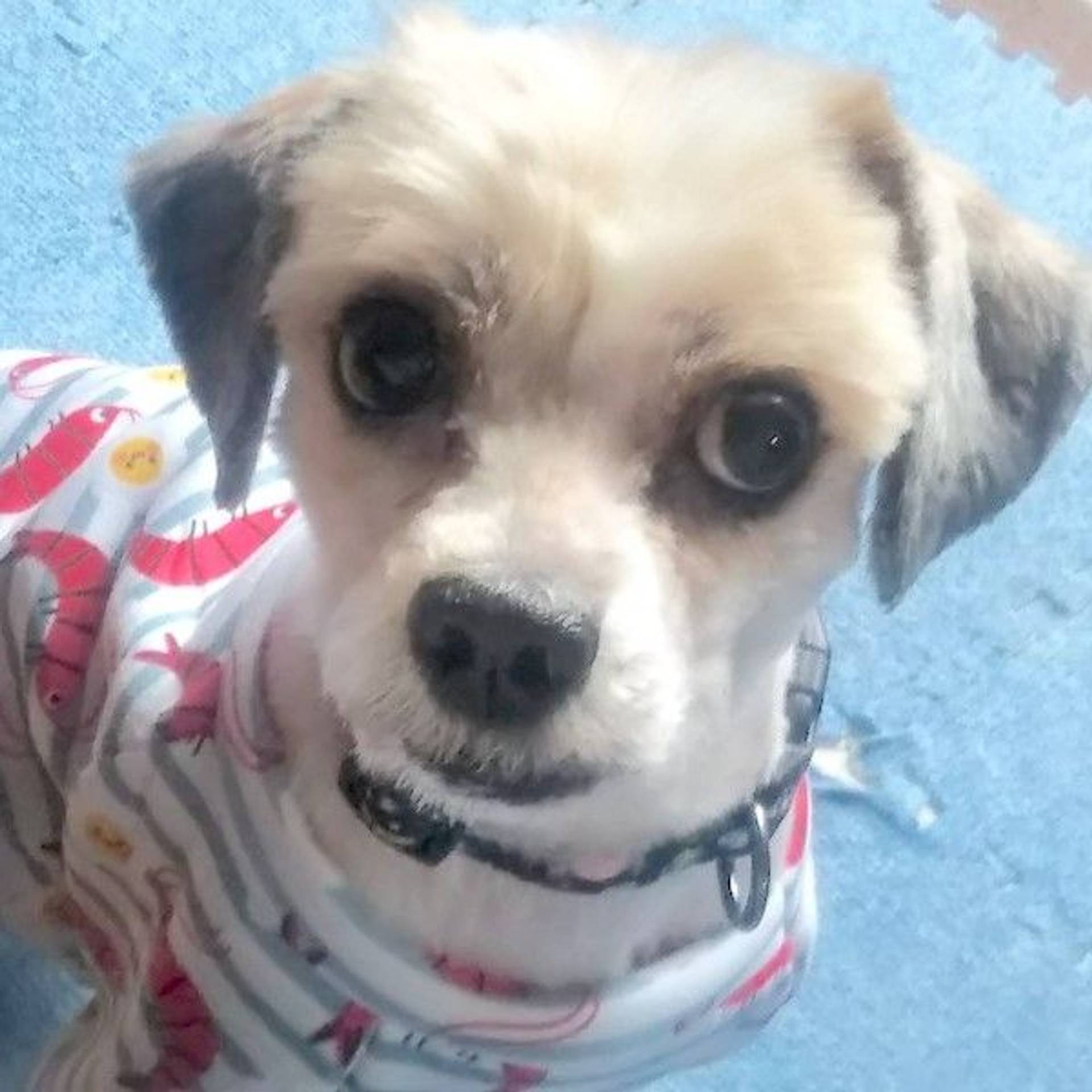 雑種（ミックス犬）・メスの里親募集の写真
