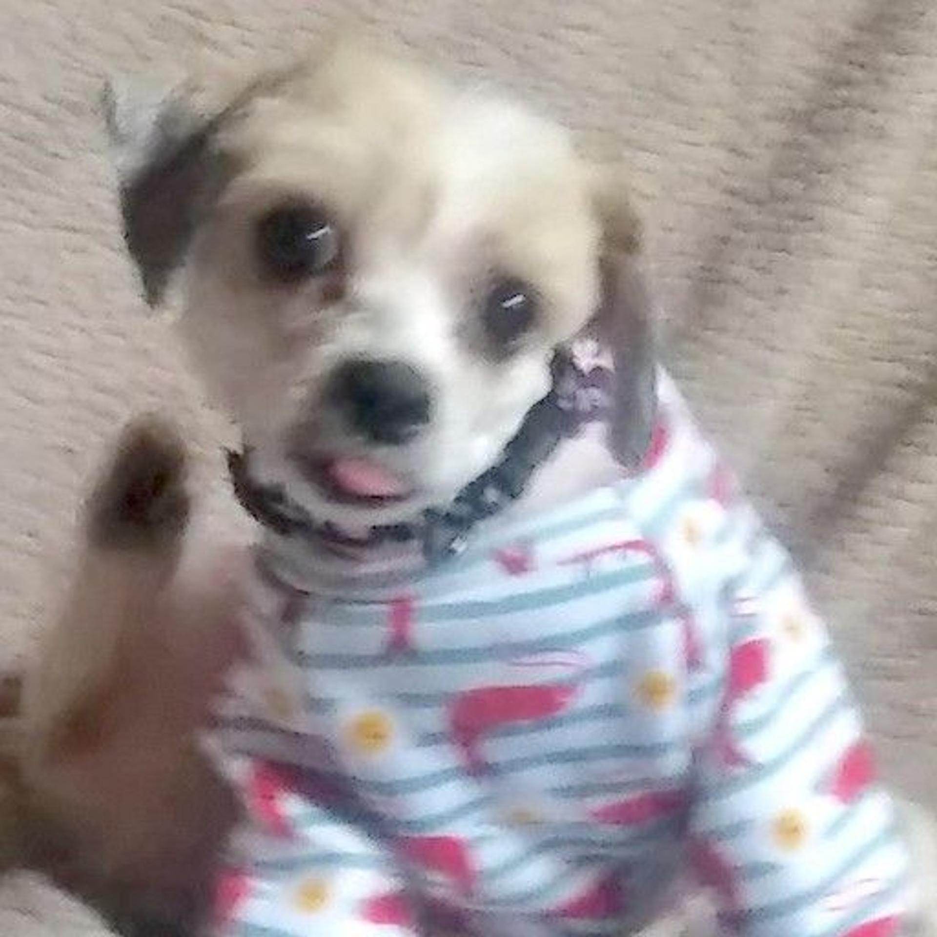 pet-image-3