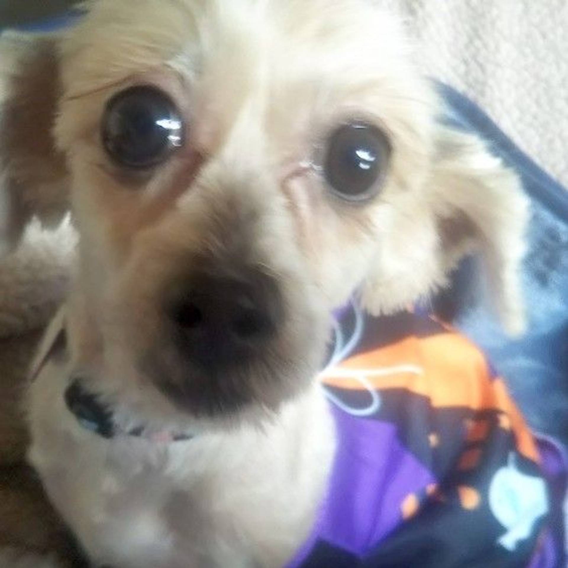 雑種（ミックス犬）・メスの里親募集の写真