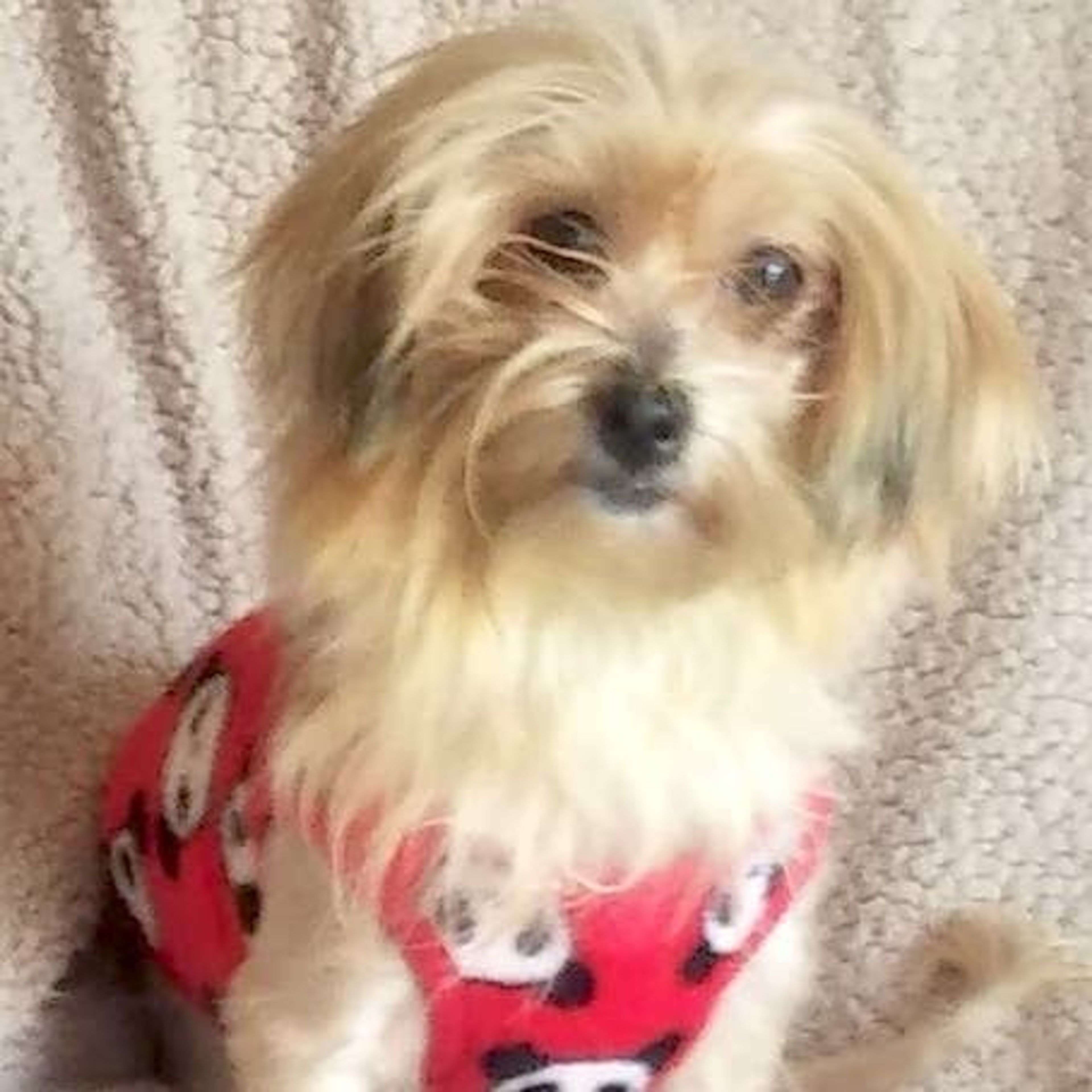 pet-image-4