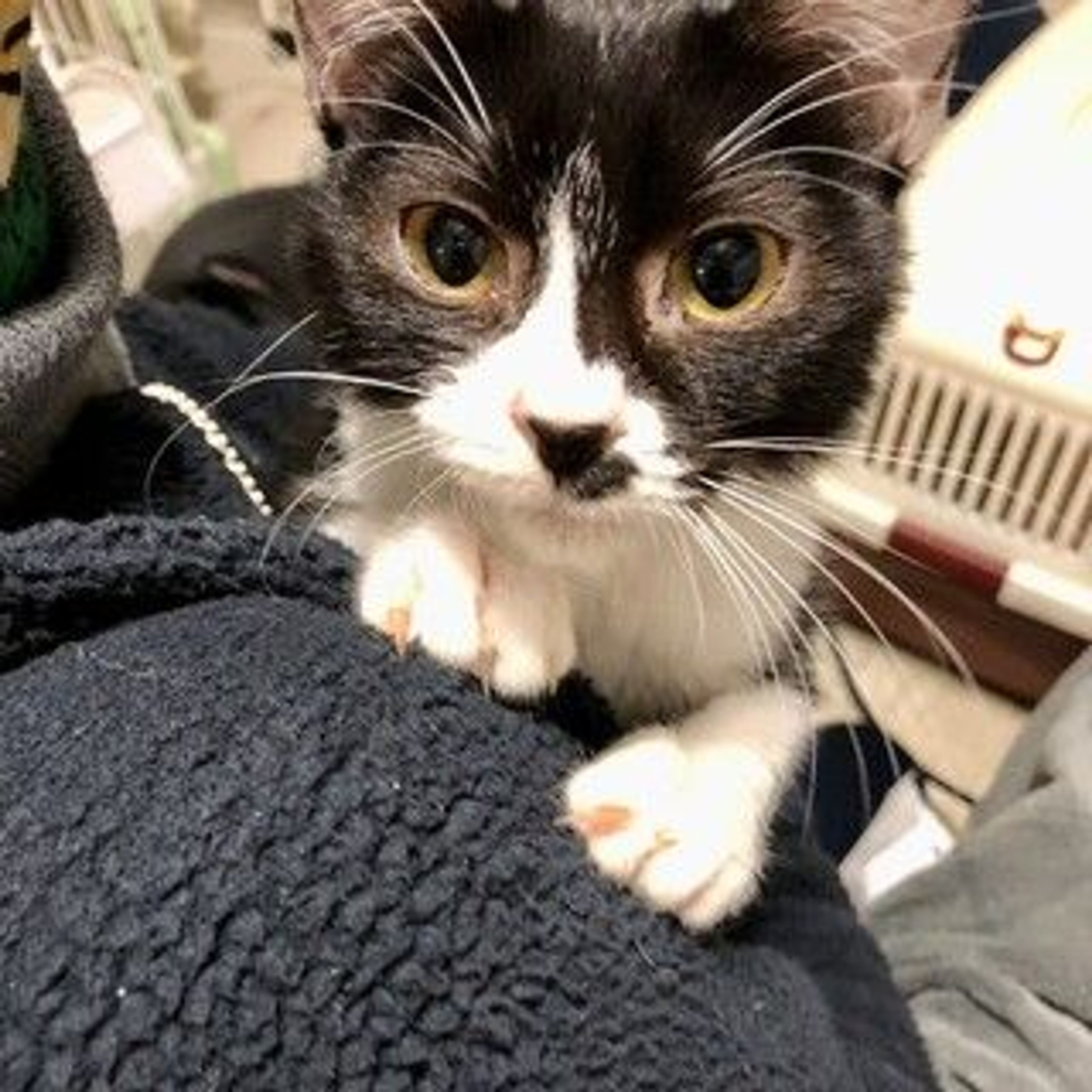雑種（ミックス猫）・メスの里親募集の写真