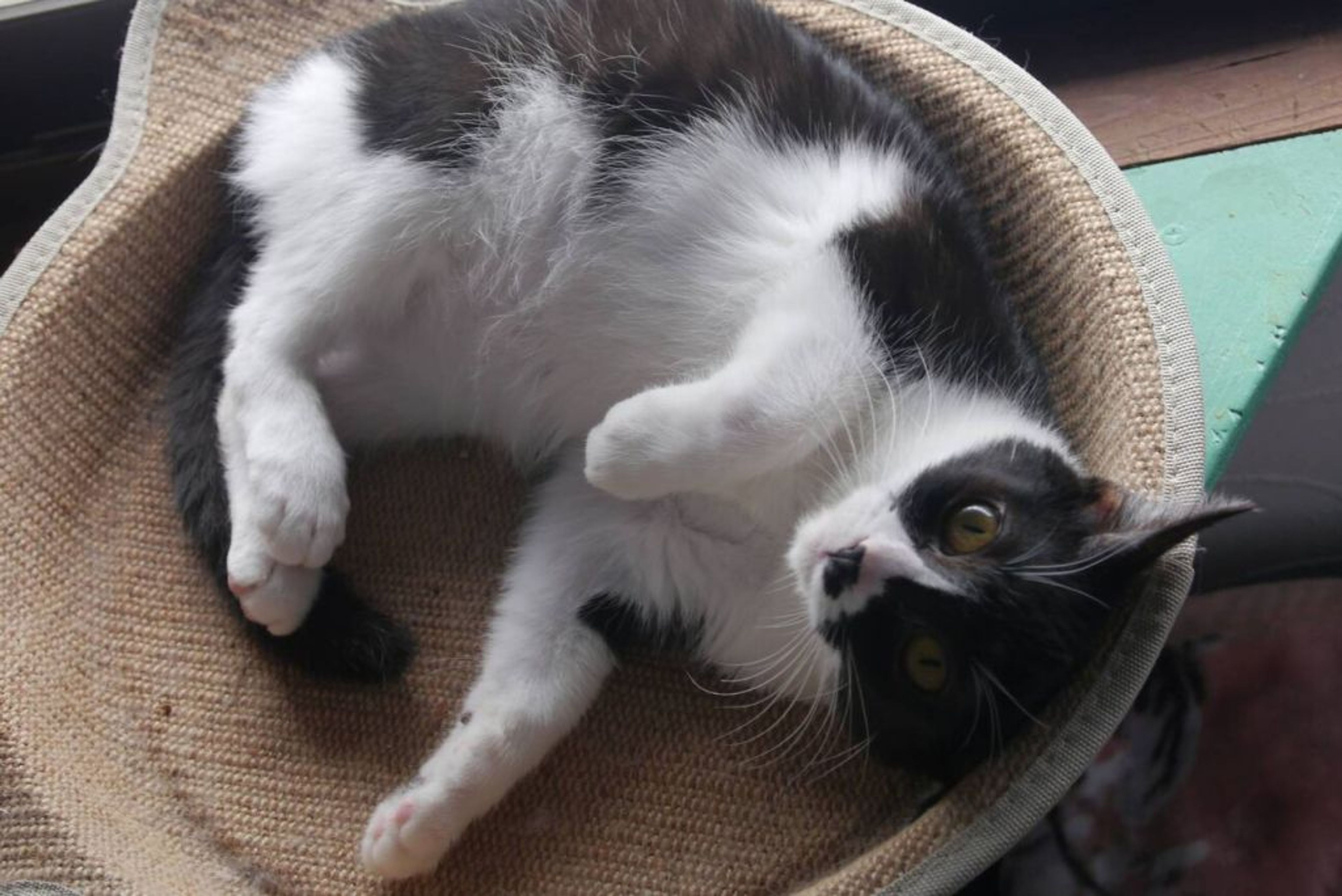 pet-image-2