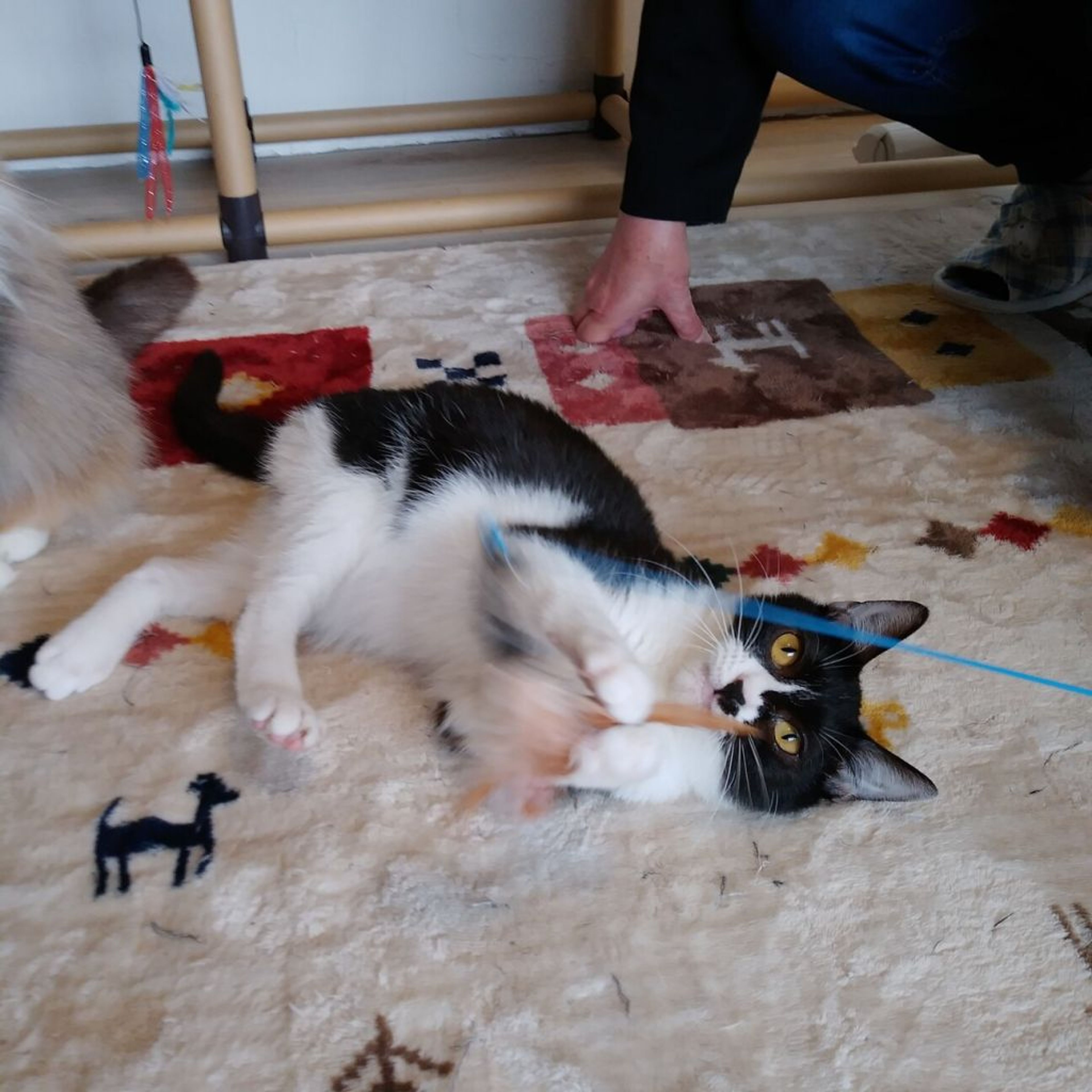 pet-image-3