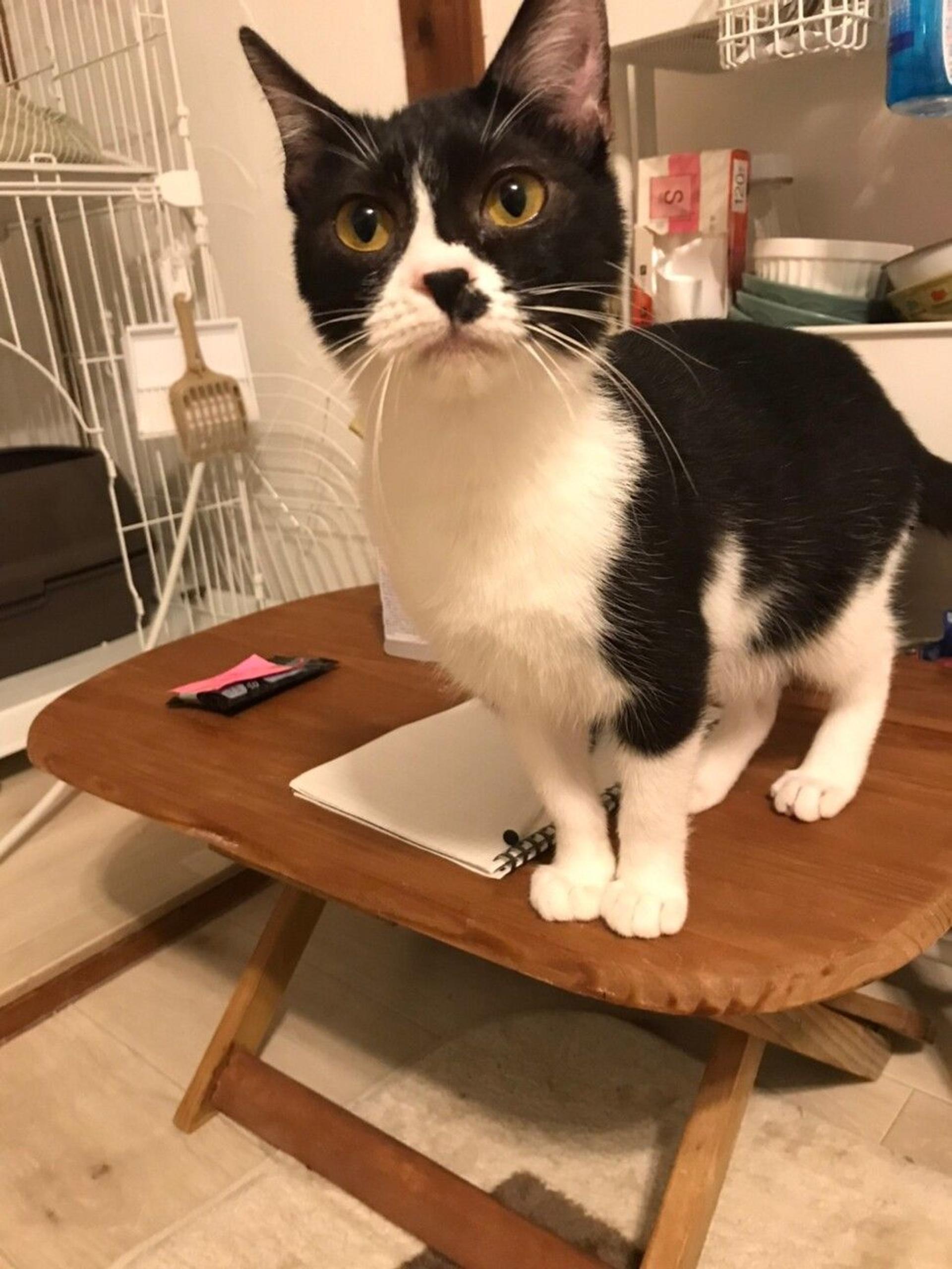 pet-image-7