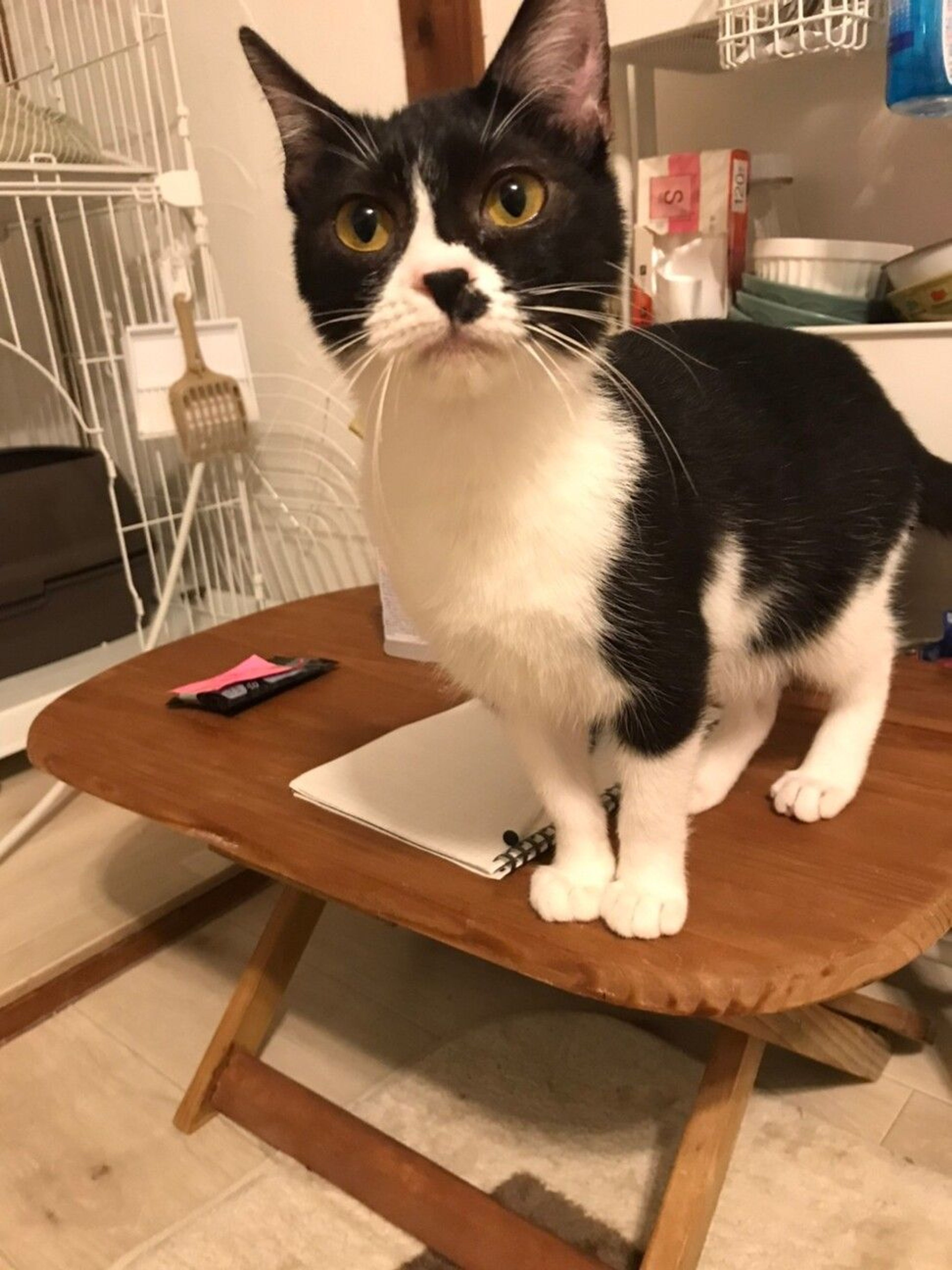 pet-image-7