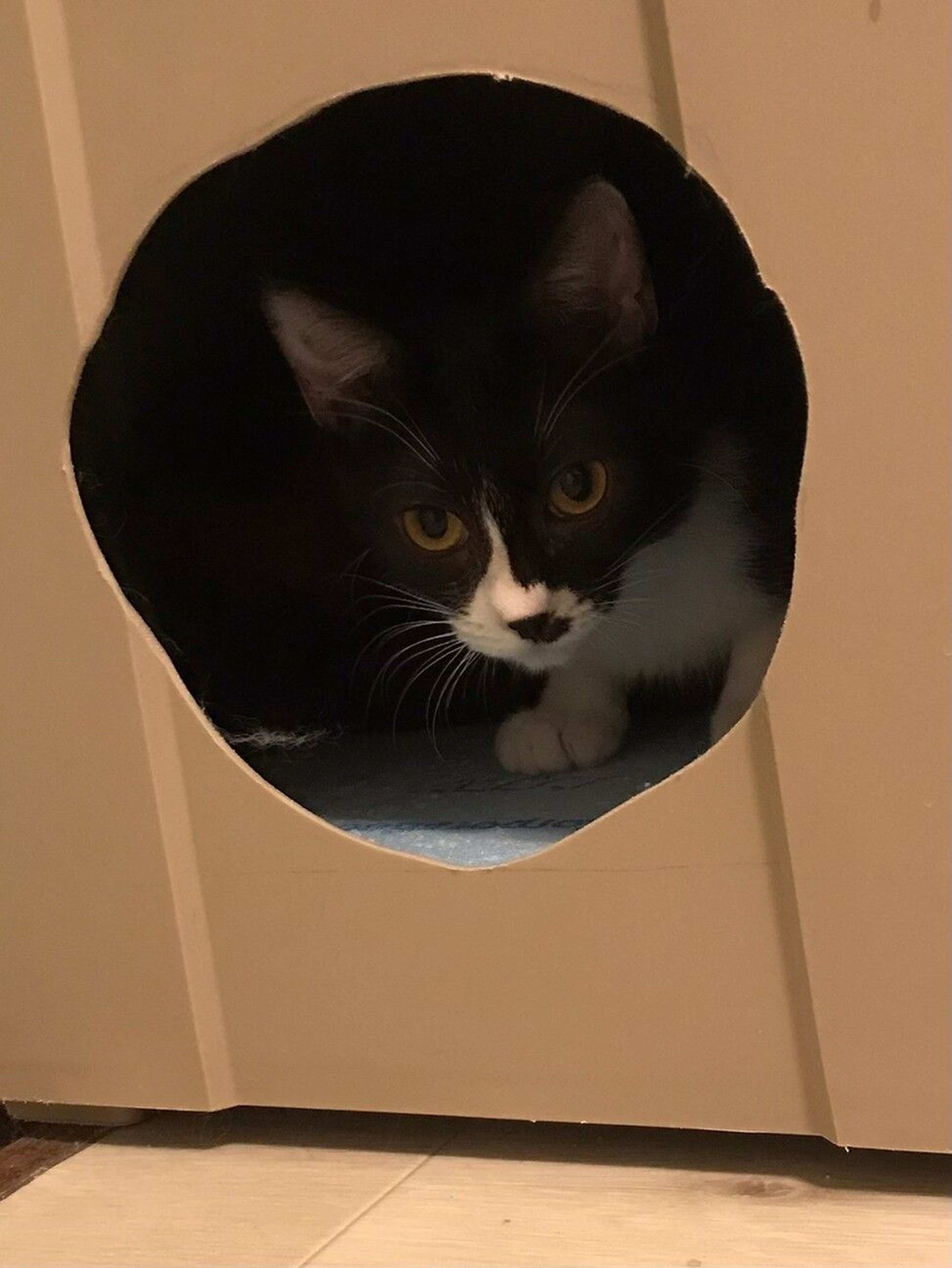 pet-image-8