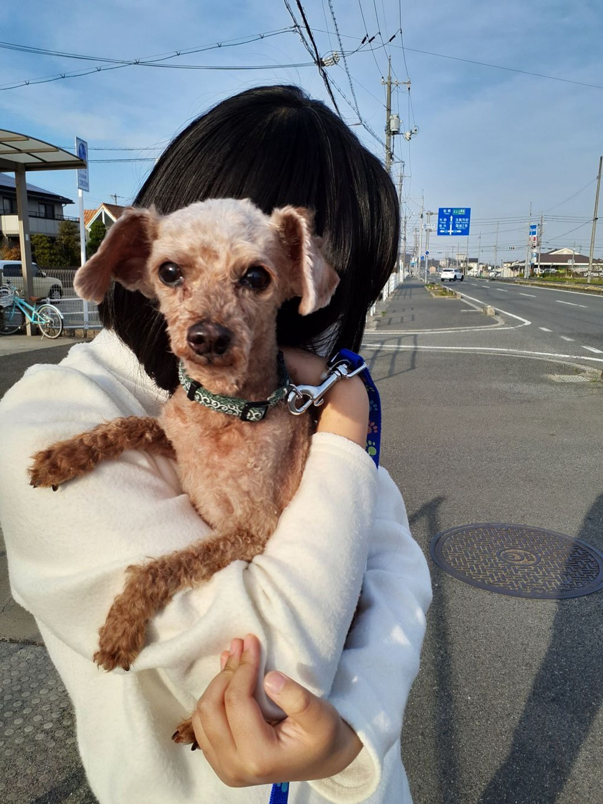 トイプードル・オスの里親募集の写真