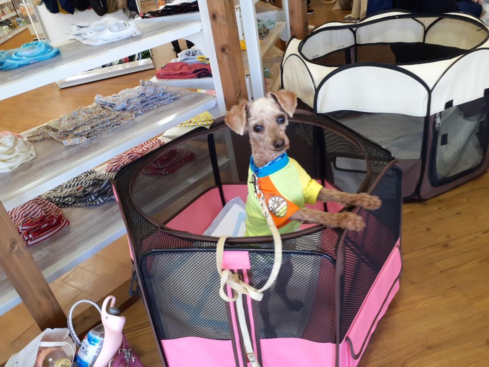 pet-image-3