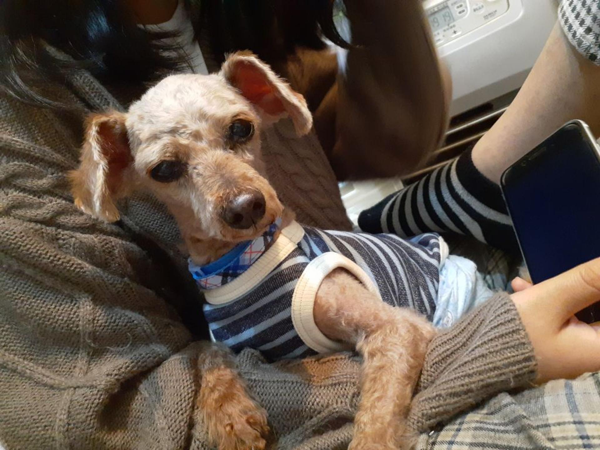 pet-image-5