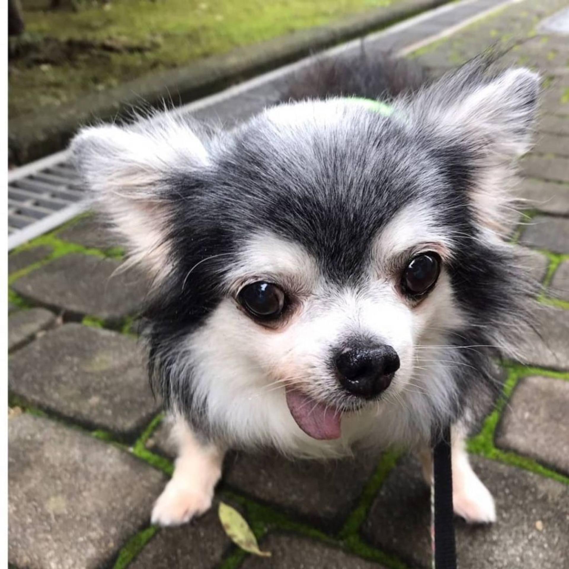 pet-image-2
