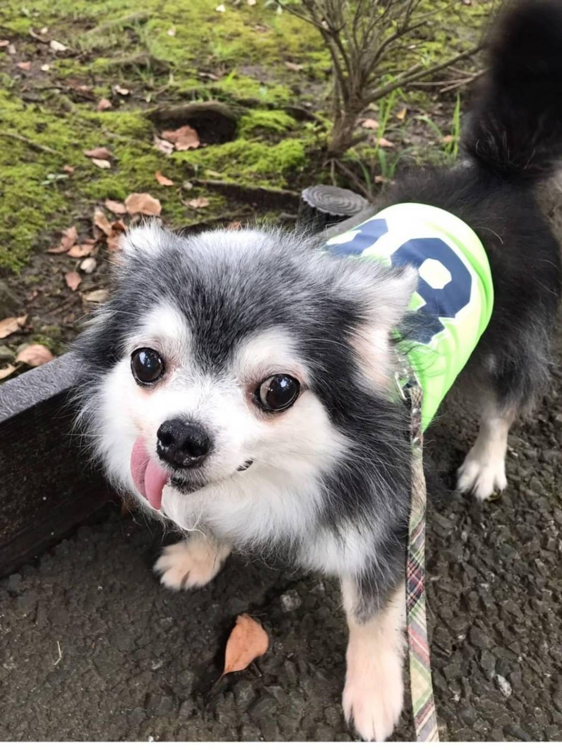 pet-image-3