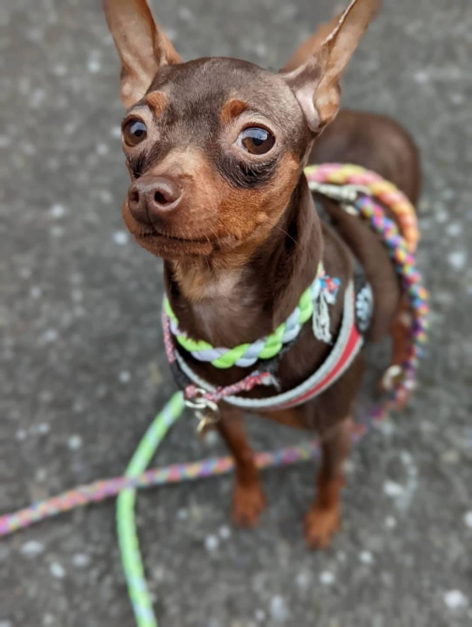 ミニチュア・ピンシャー・メスの里親募集の写真