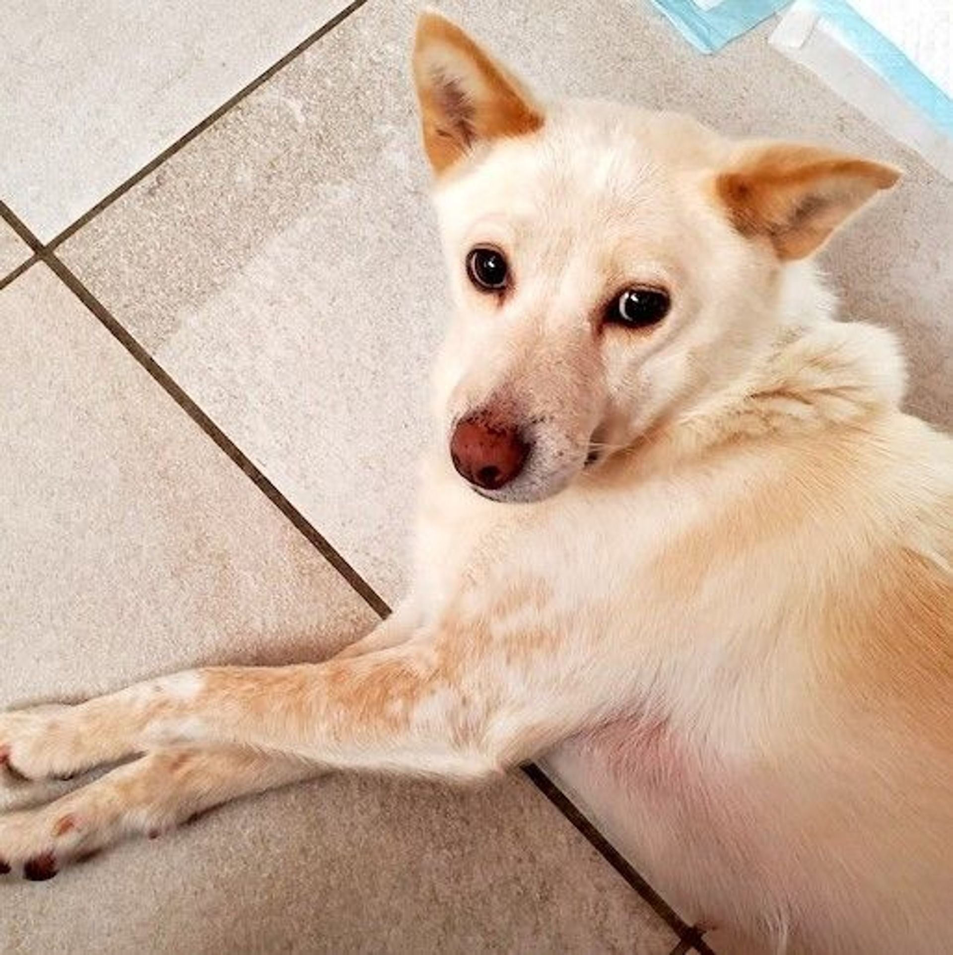 雑種（ミックス犬）・メスの里親募集の写真