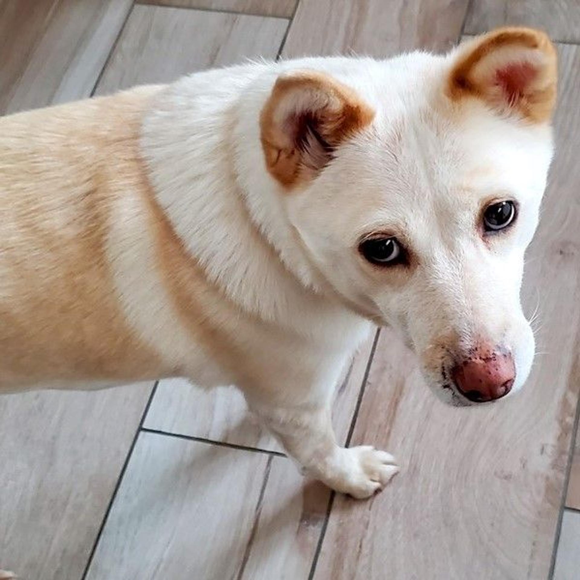 pet-image-2