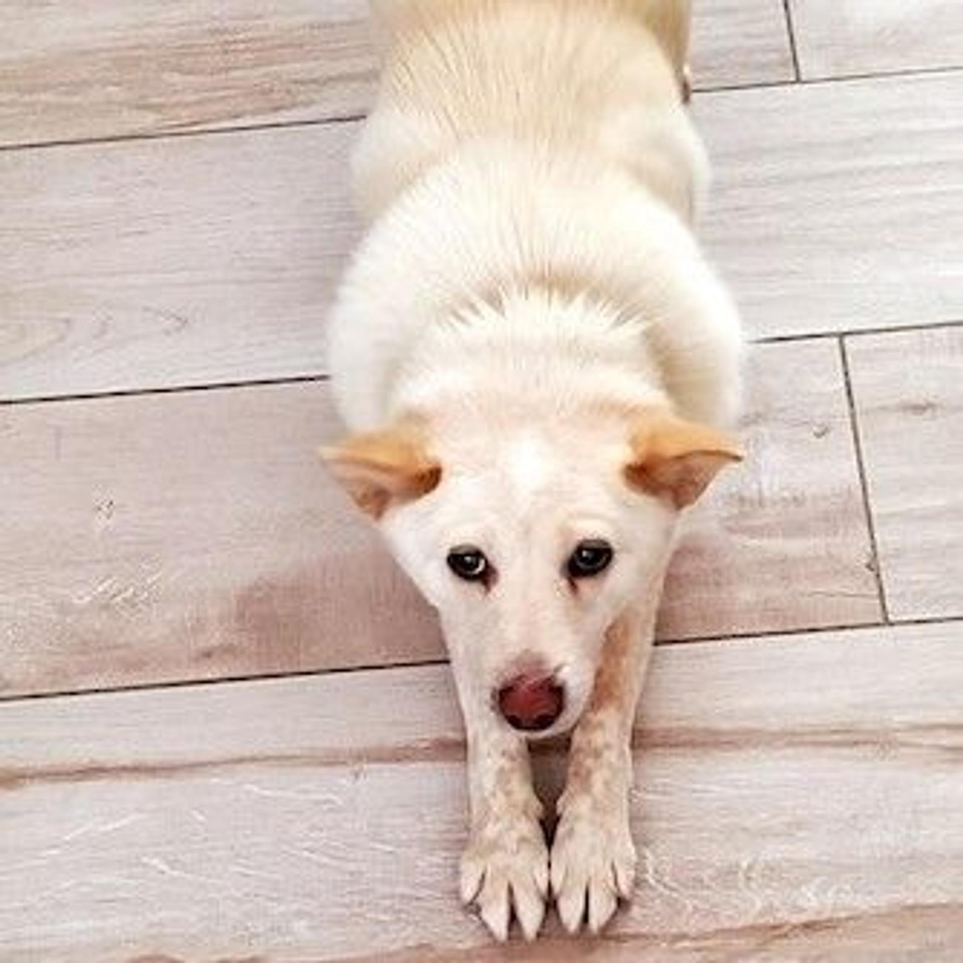 pet-image-3
