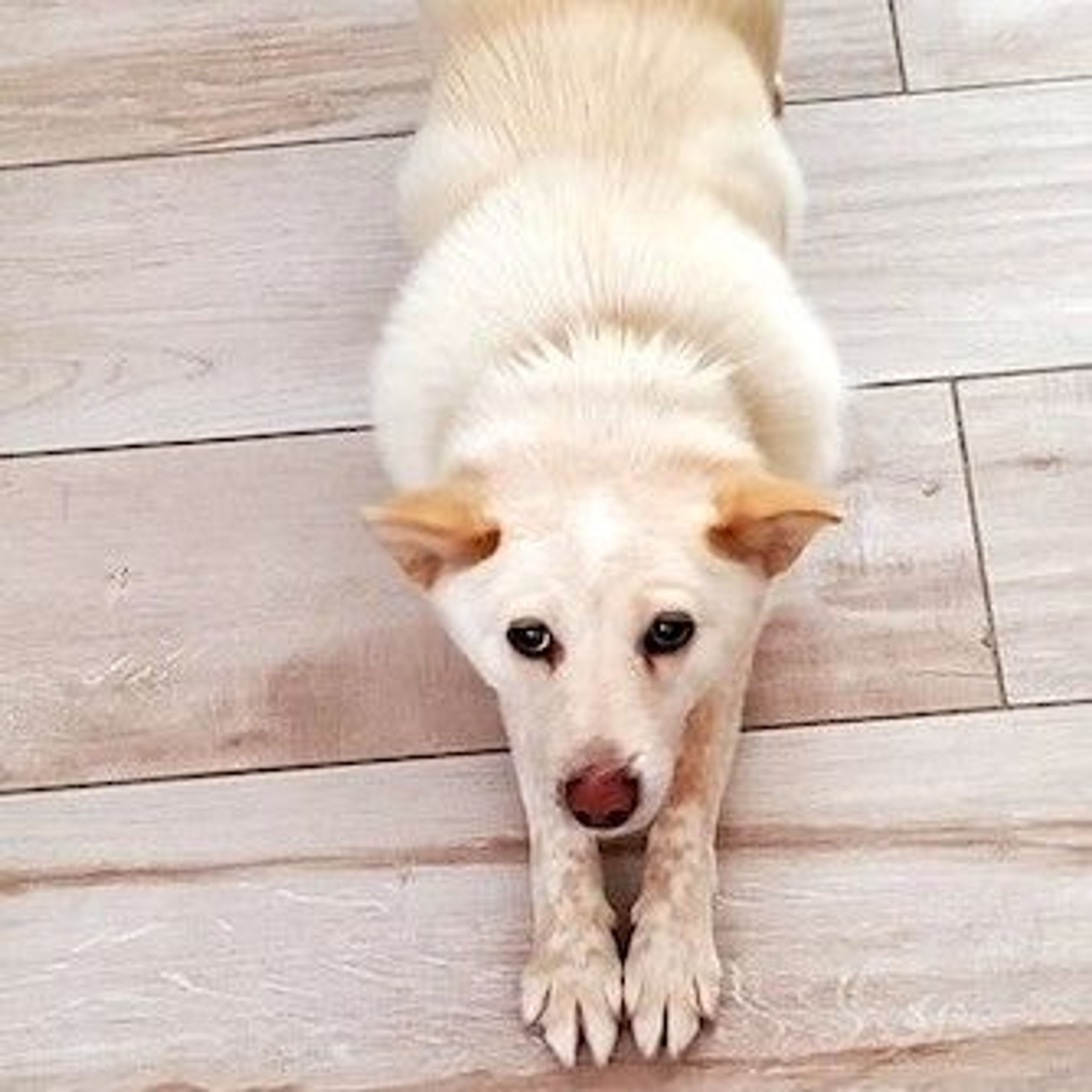 pet-image-3