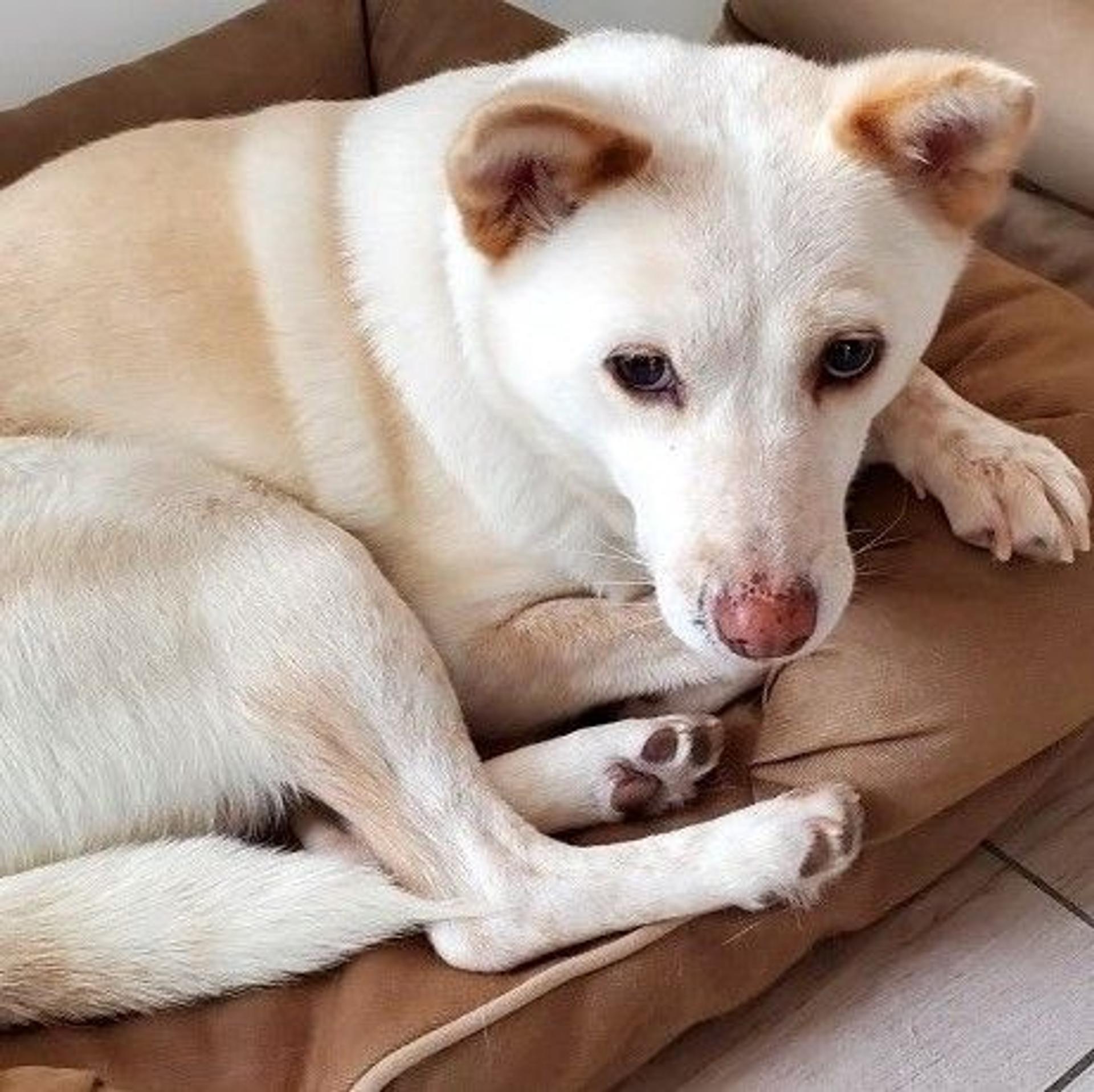pet-image-4