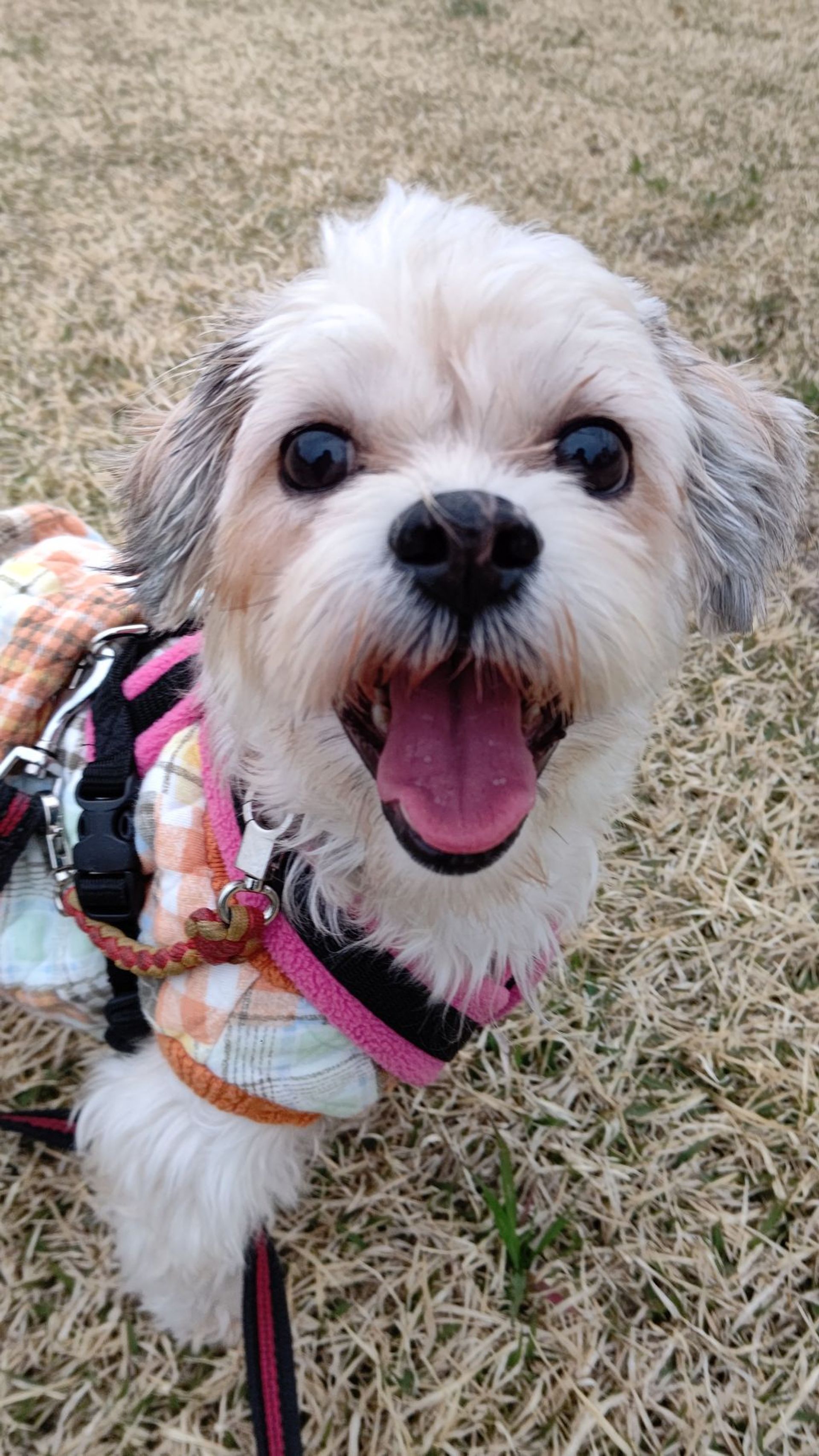 雑種（ミックス犬）・メスの里親募集の写真