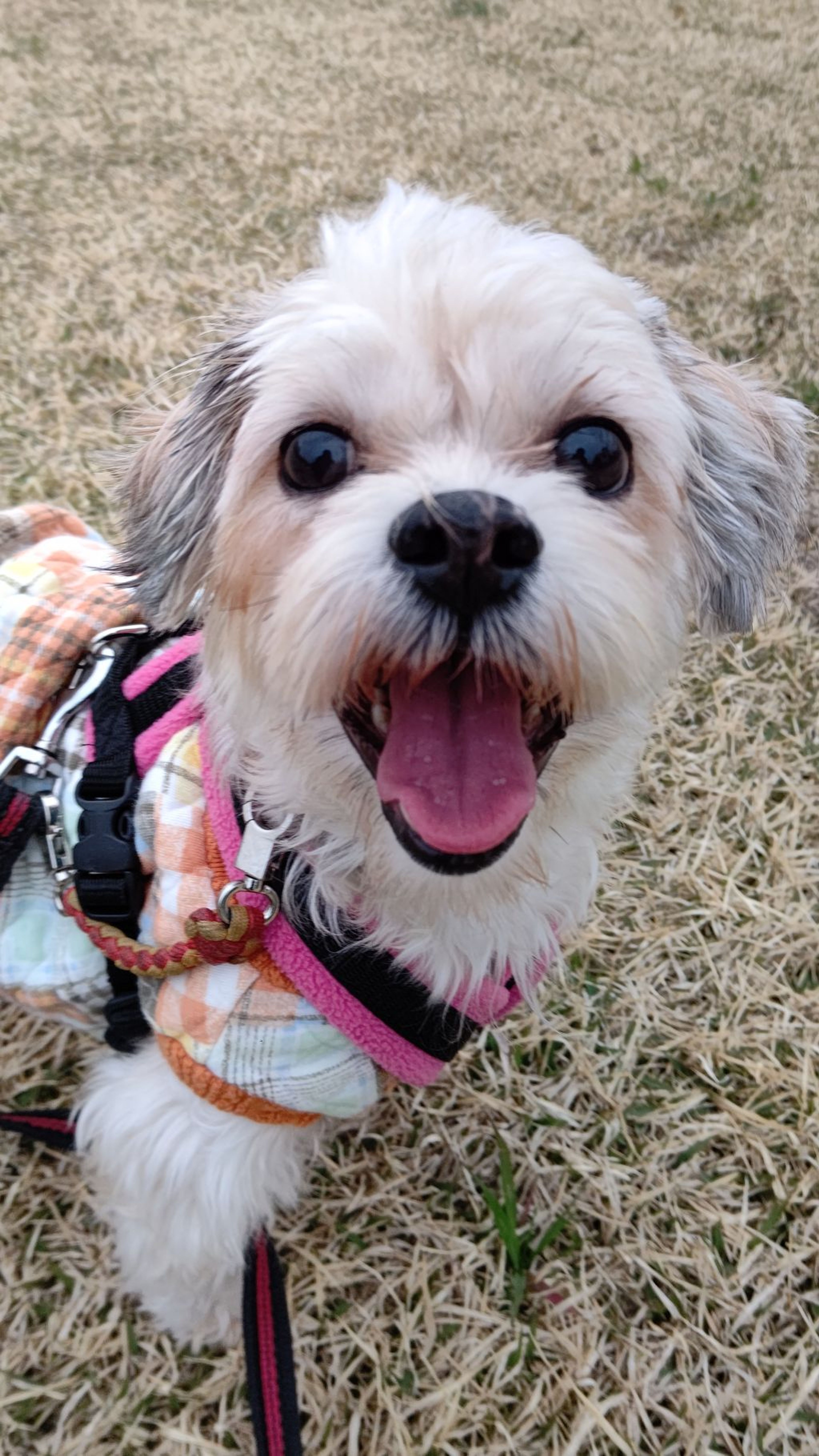 雑種（ミックス犬）・メスの里親募集の写真