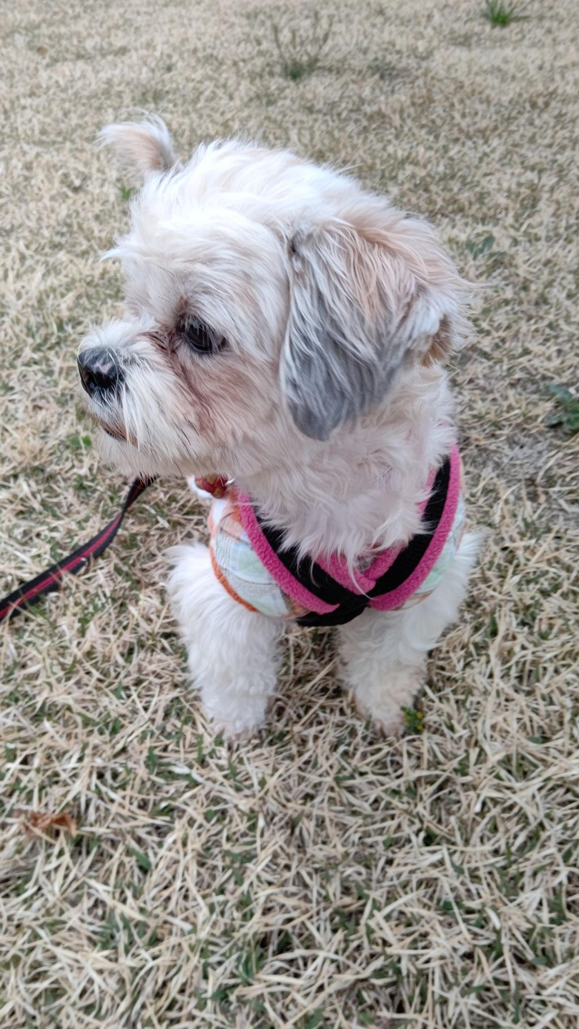pet-image-5
