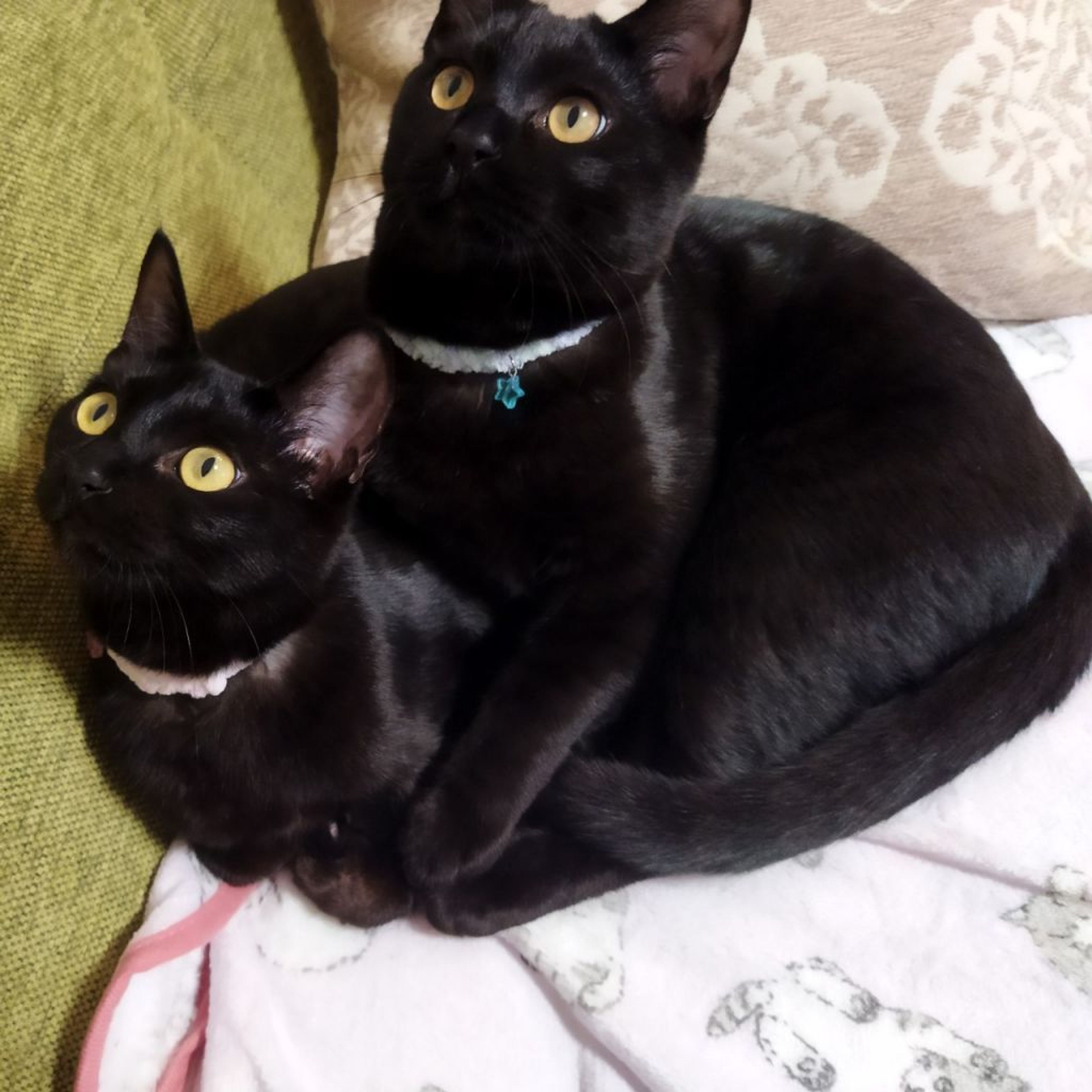 雑種（ミックス猫）・メスの里親募集の写真