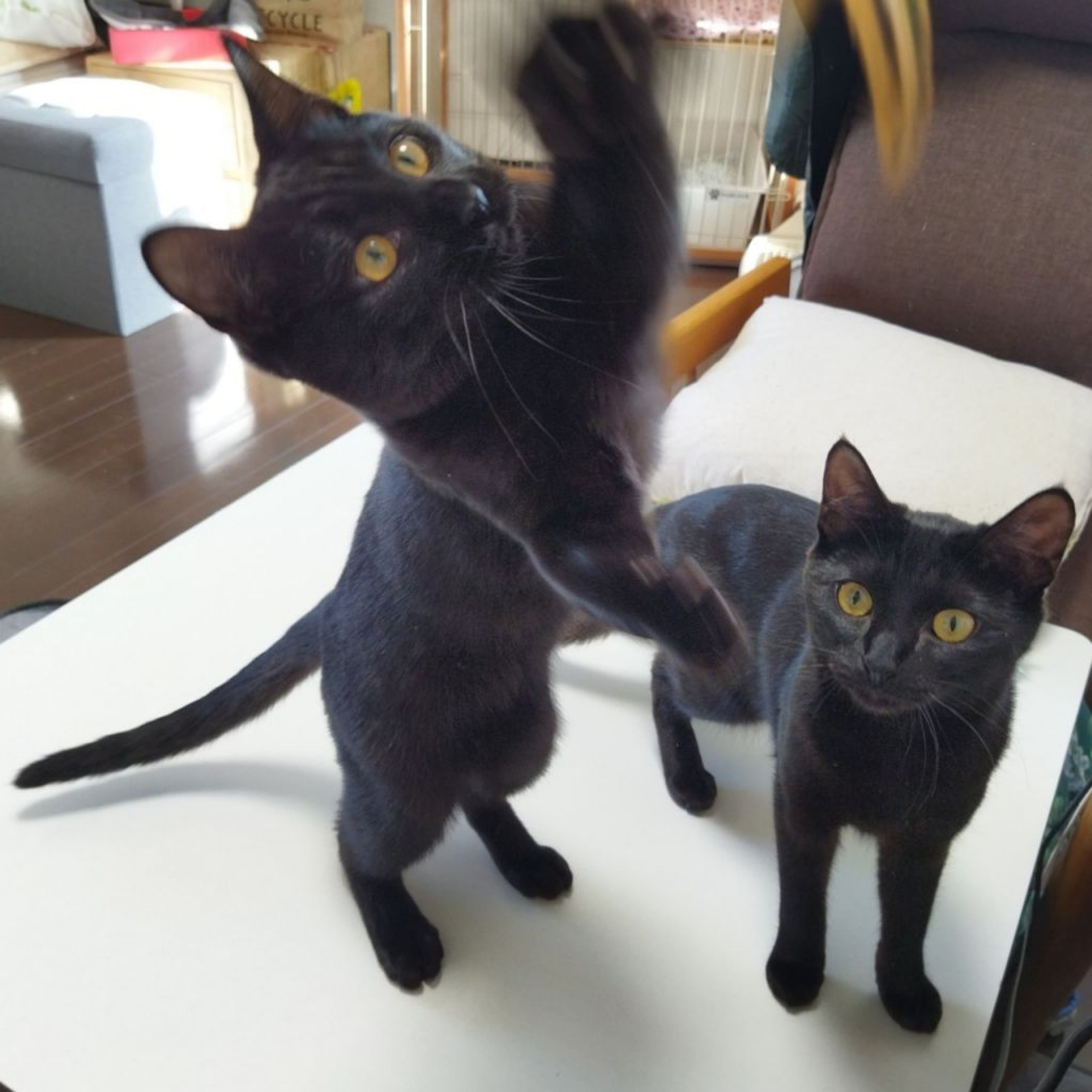 pet-image-3