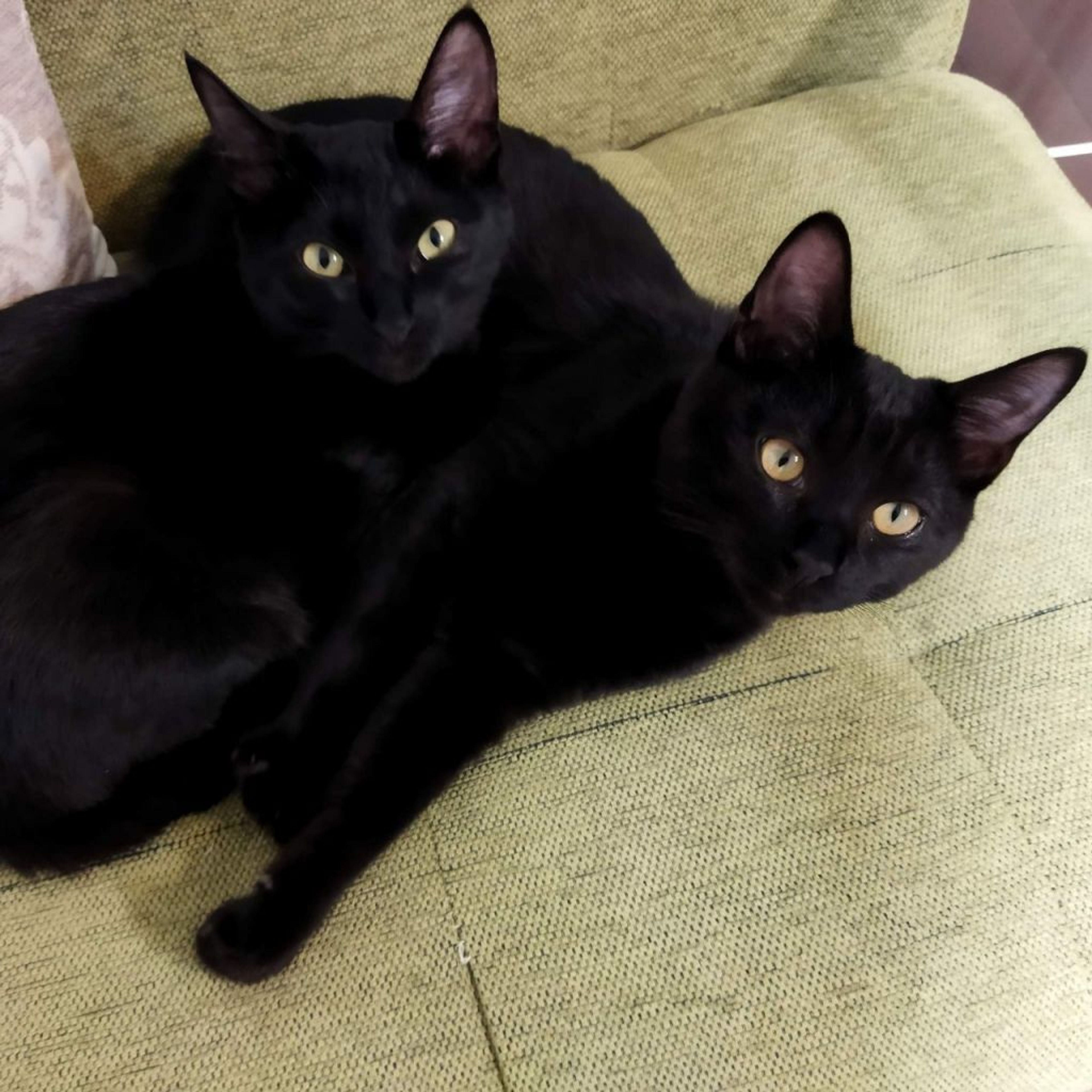pet-image-4