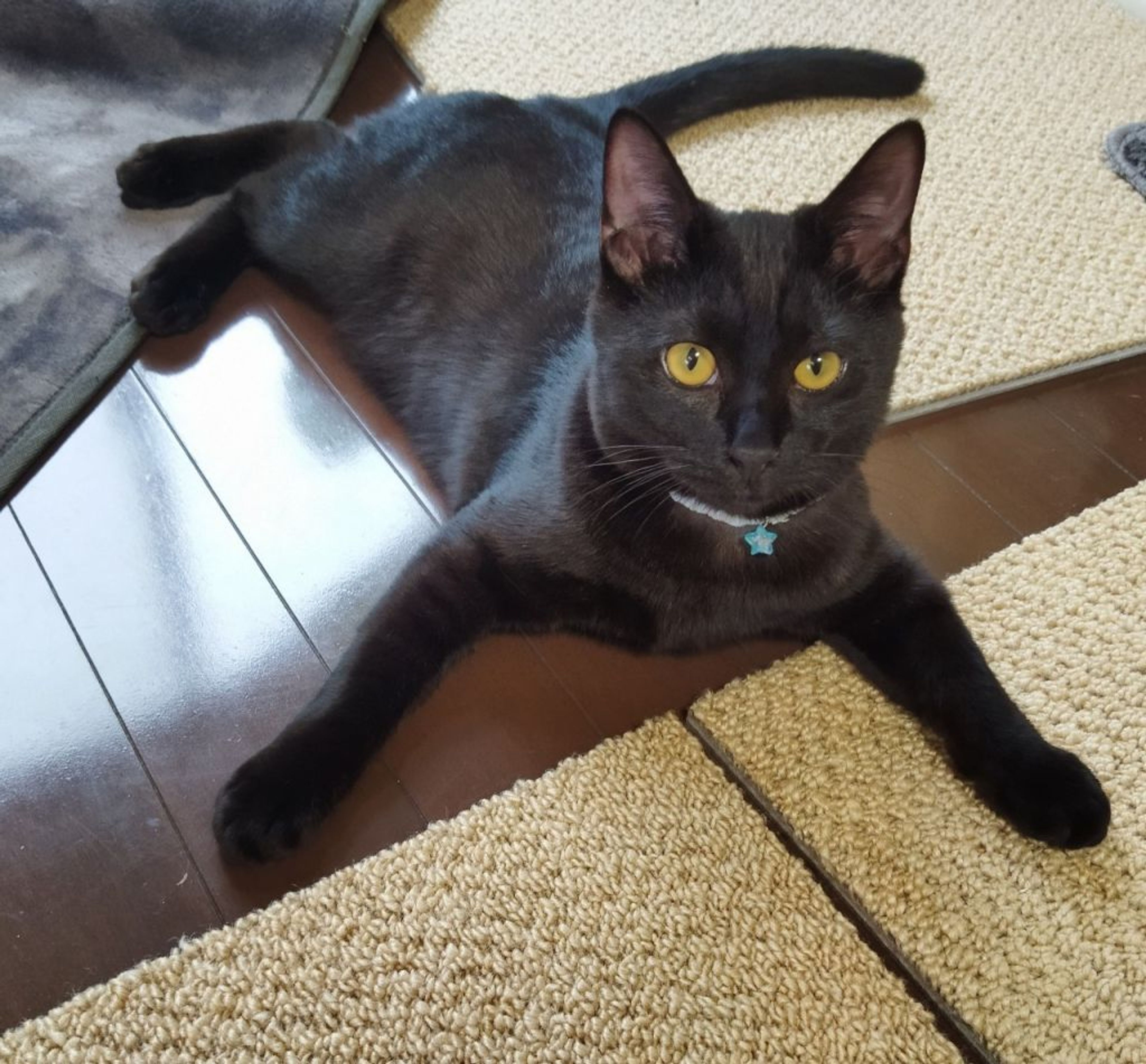 pet-image-5