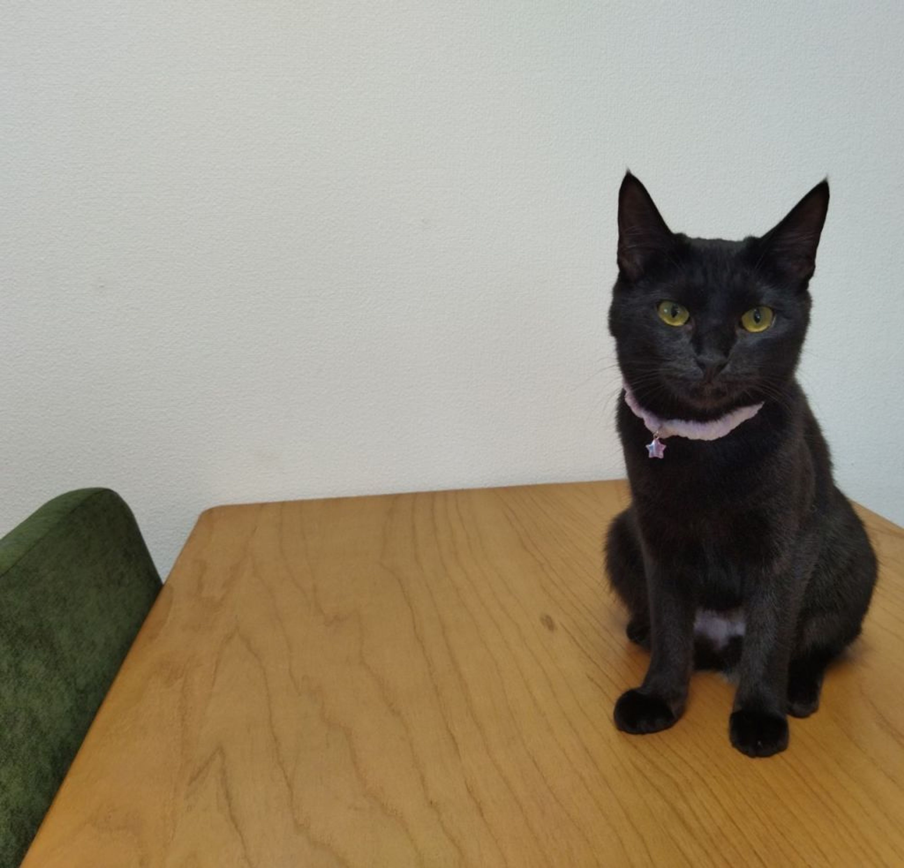 pet-image-6