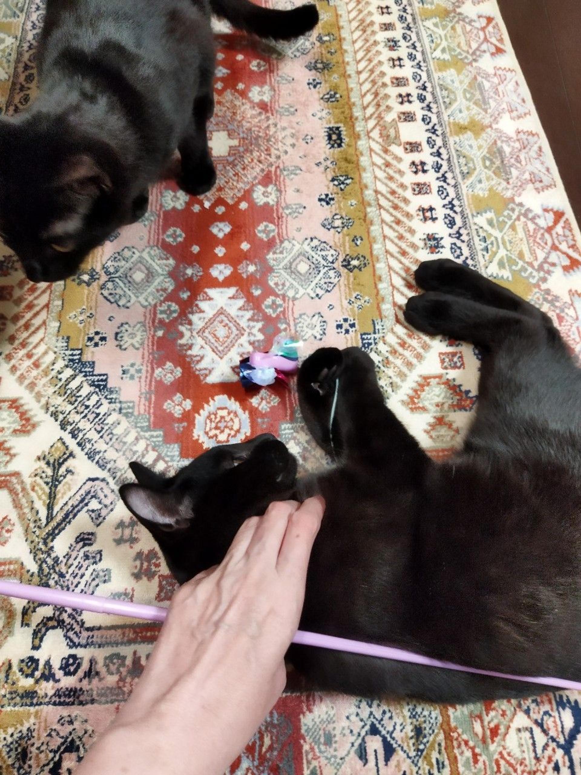 pet-image-8