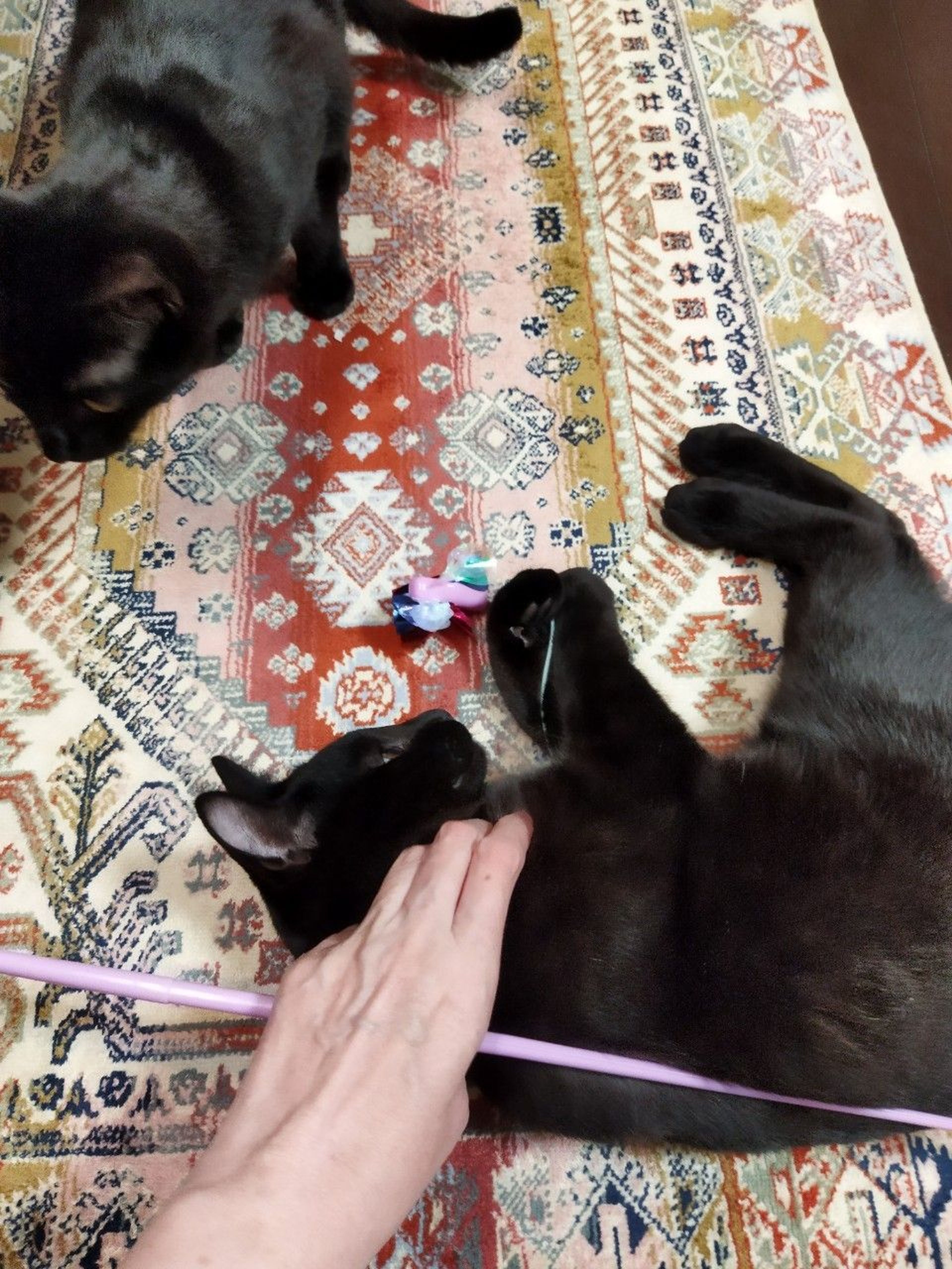 pet-image-8