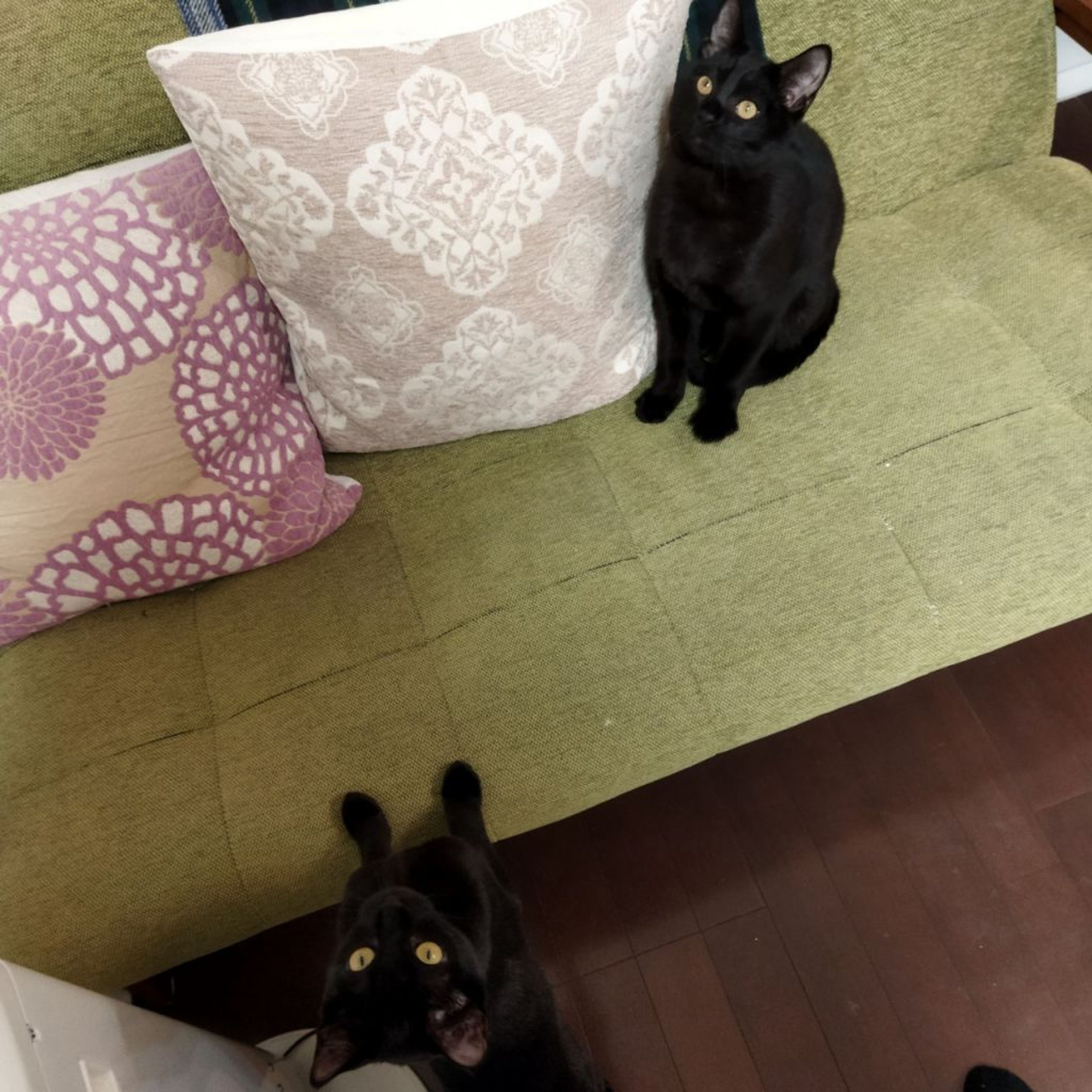 pet-image-9