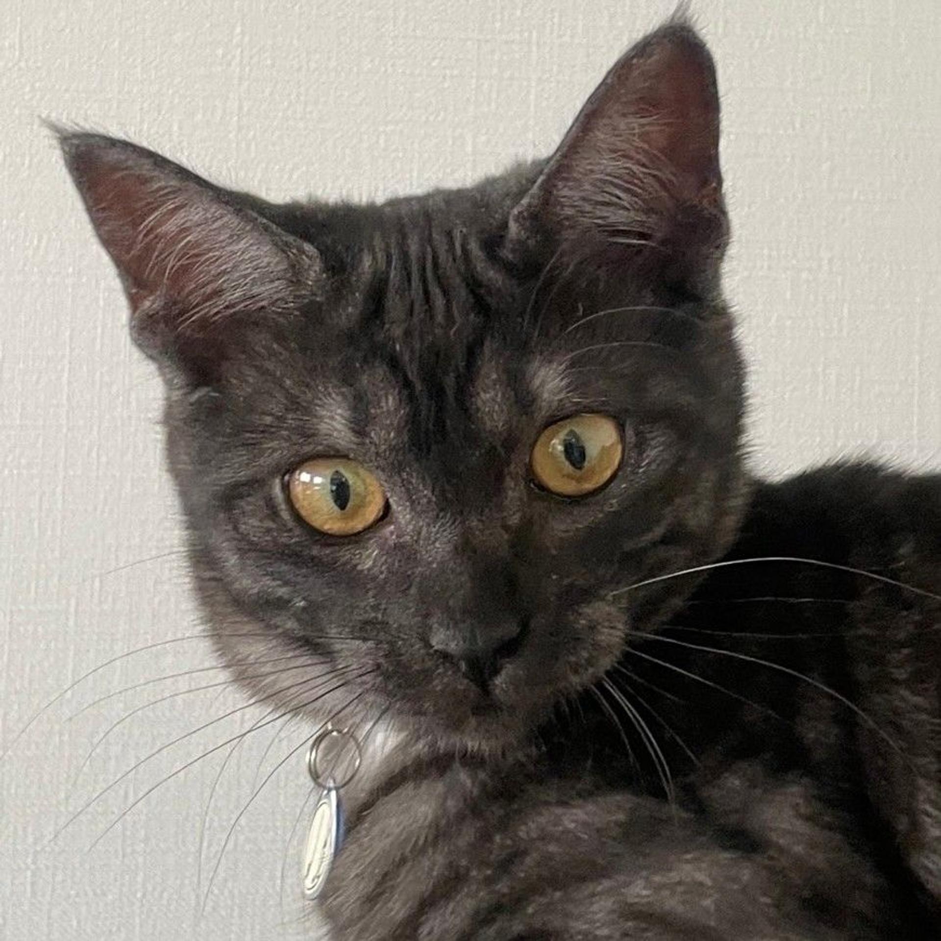 pet-image-5