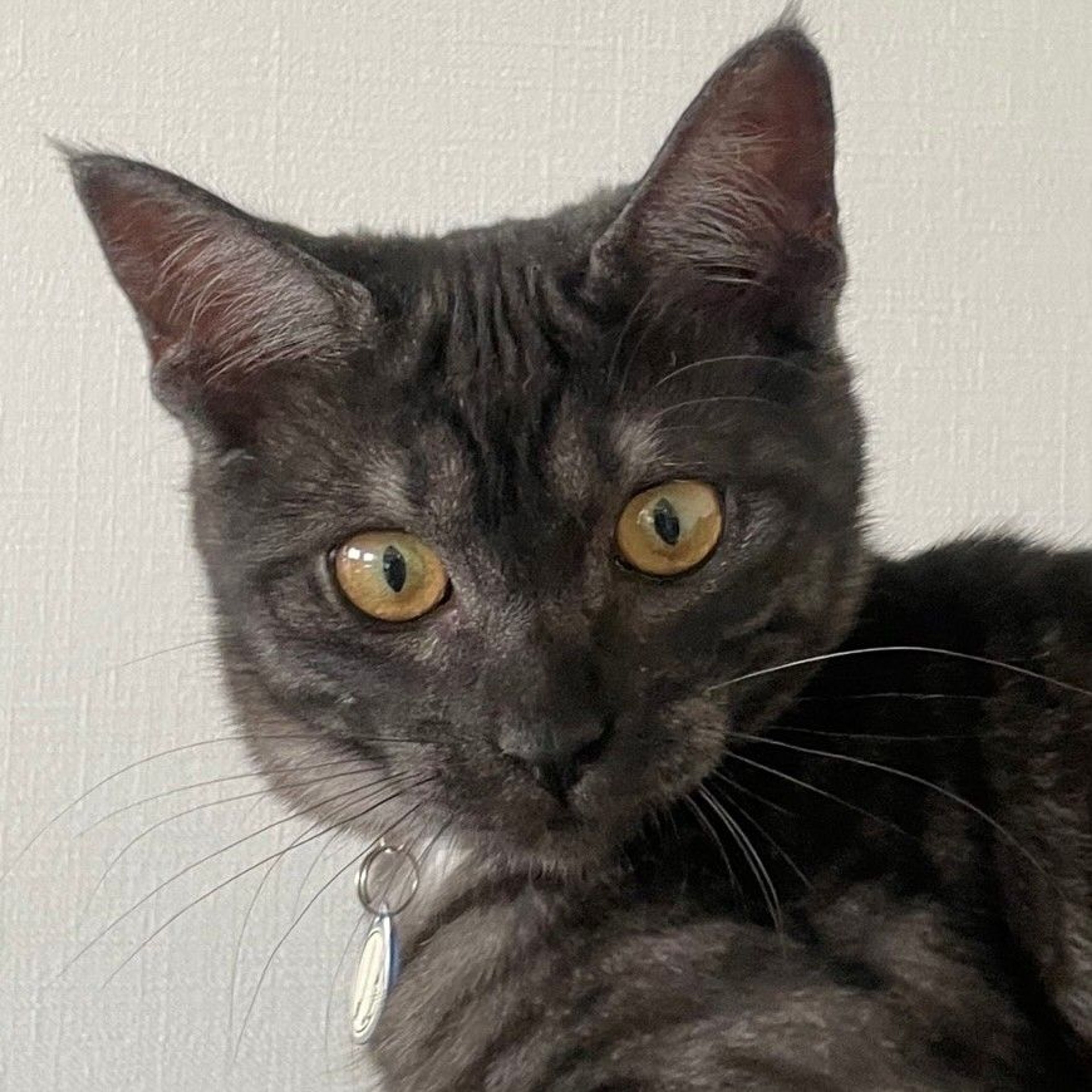 pet-image-5