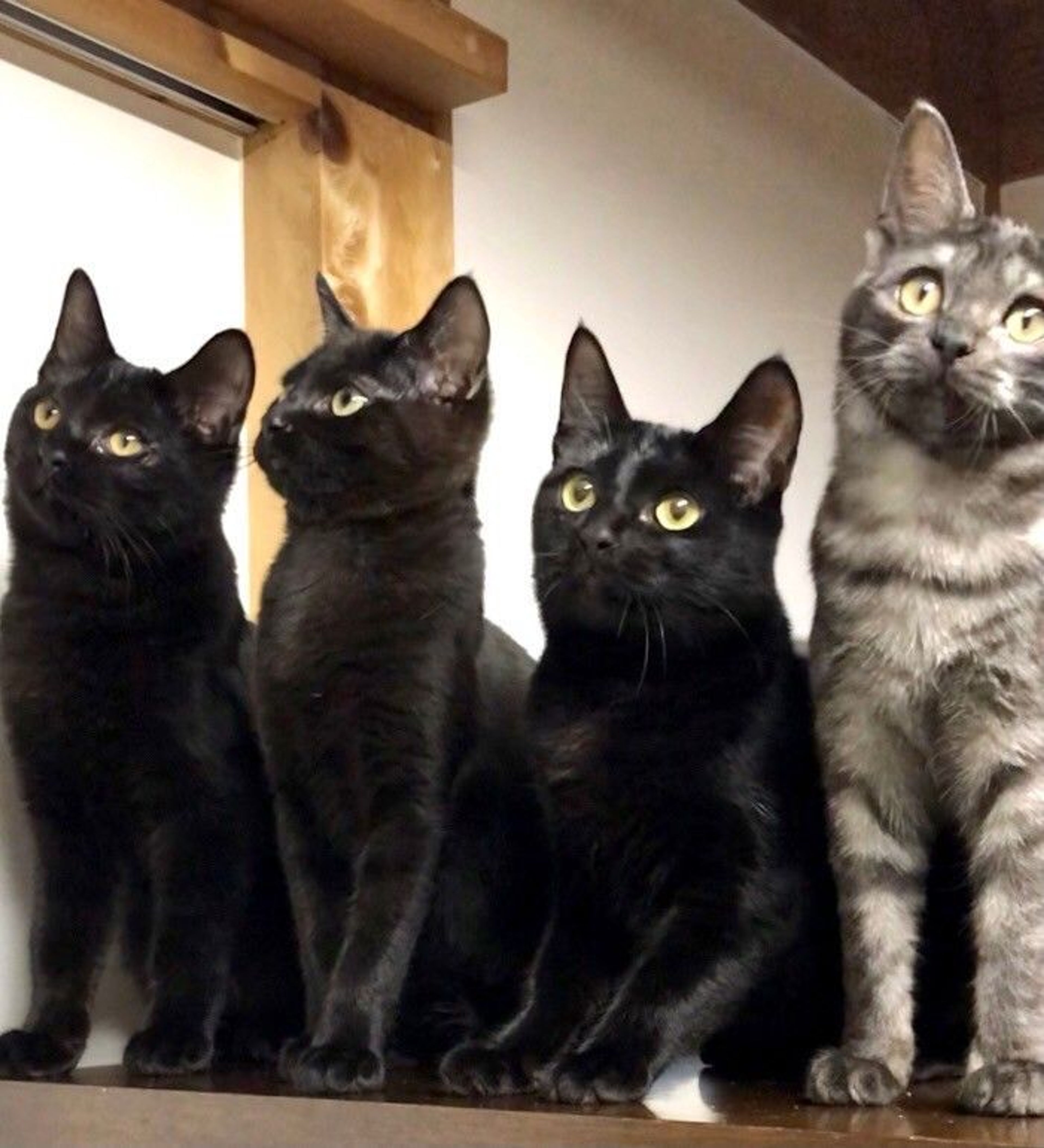pet-image-7