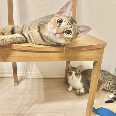 ♂フォーク＆♀スプーンの写真