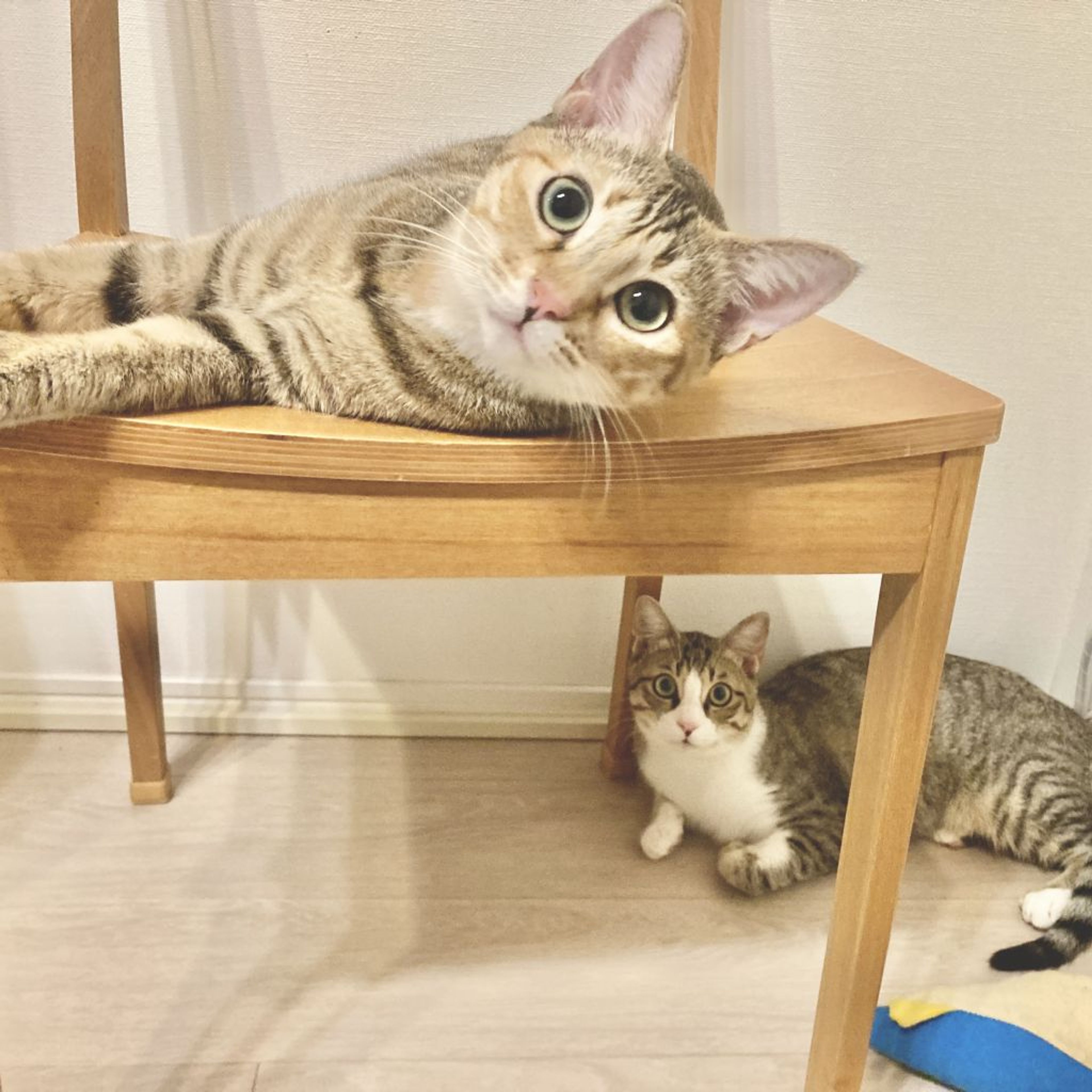 雑種（ミックス猫）・メスの里親募集の写真