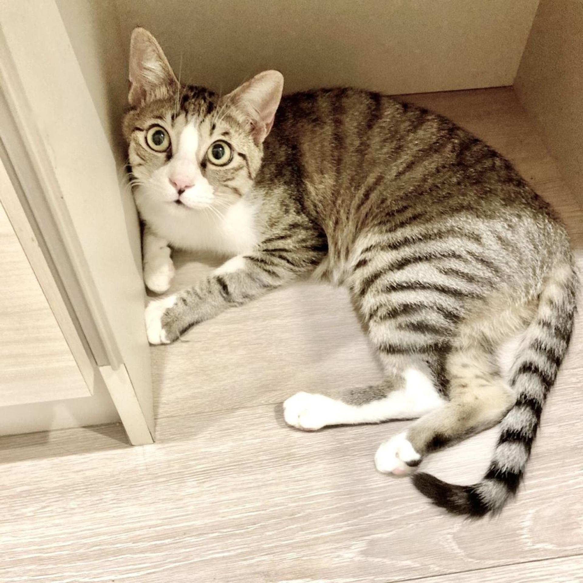 pet-image-3