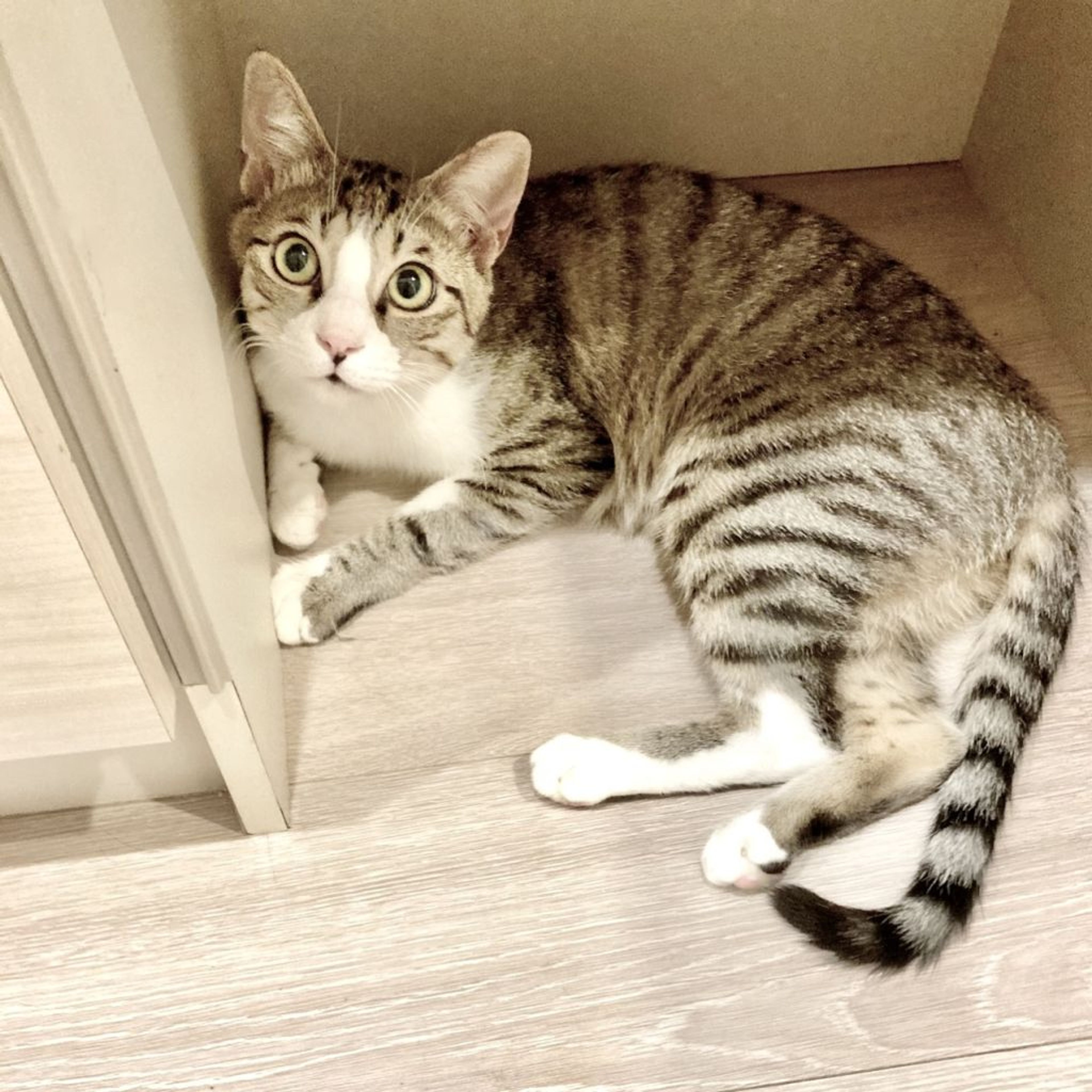 pet-image-3