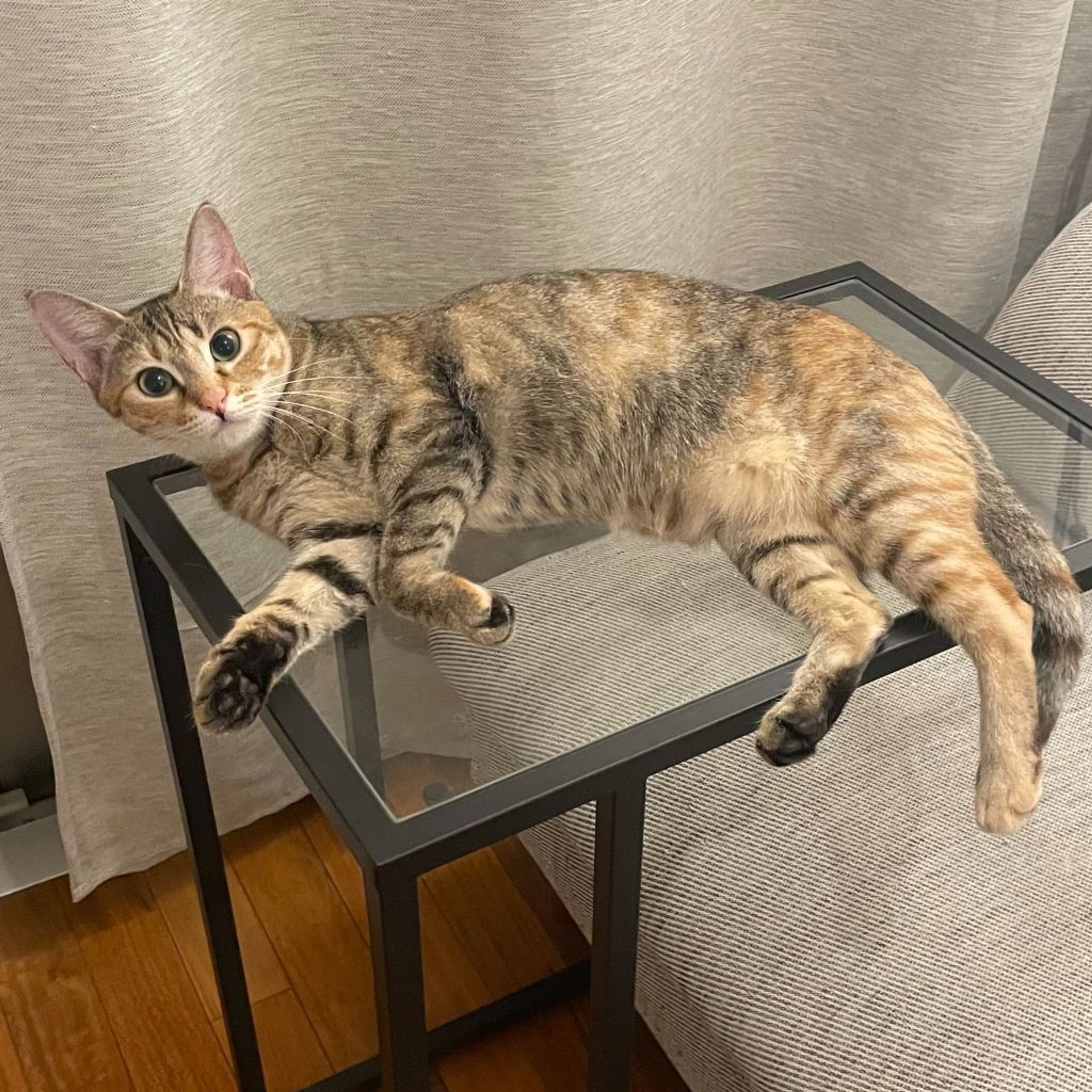pet-image-6
