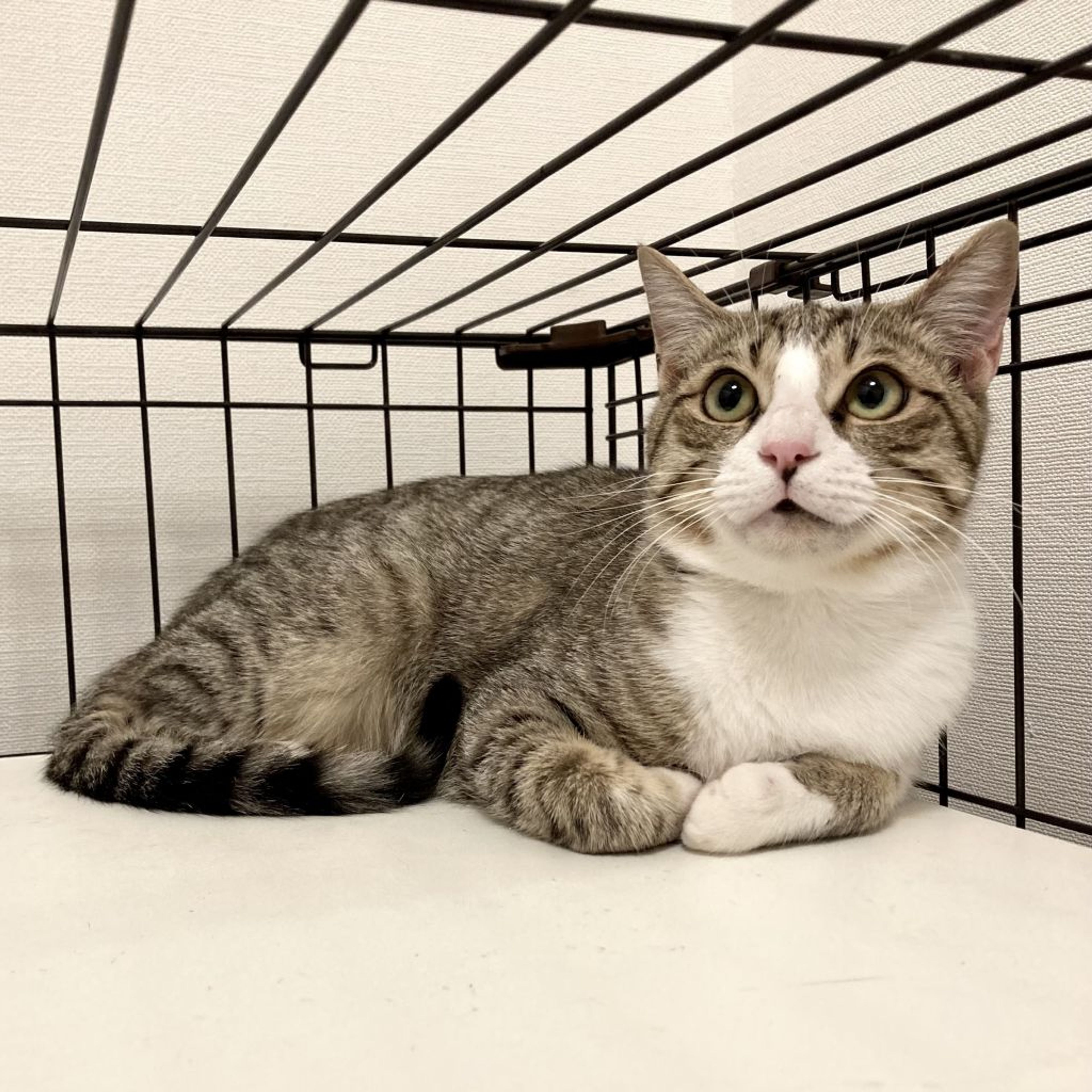 pet-image-7