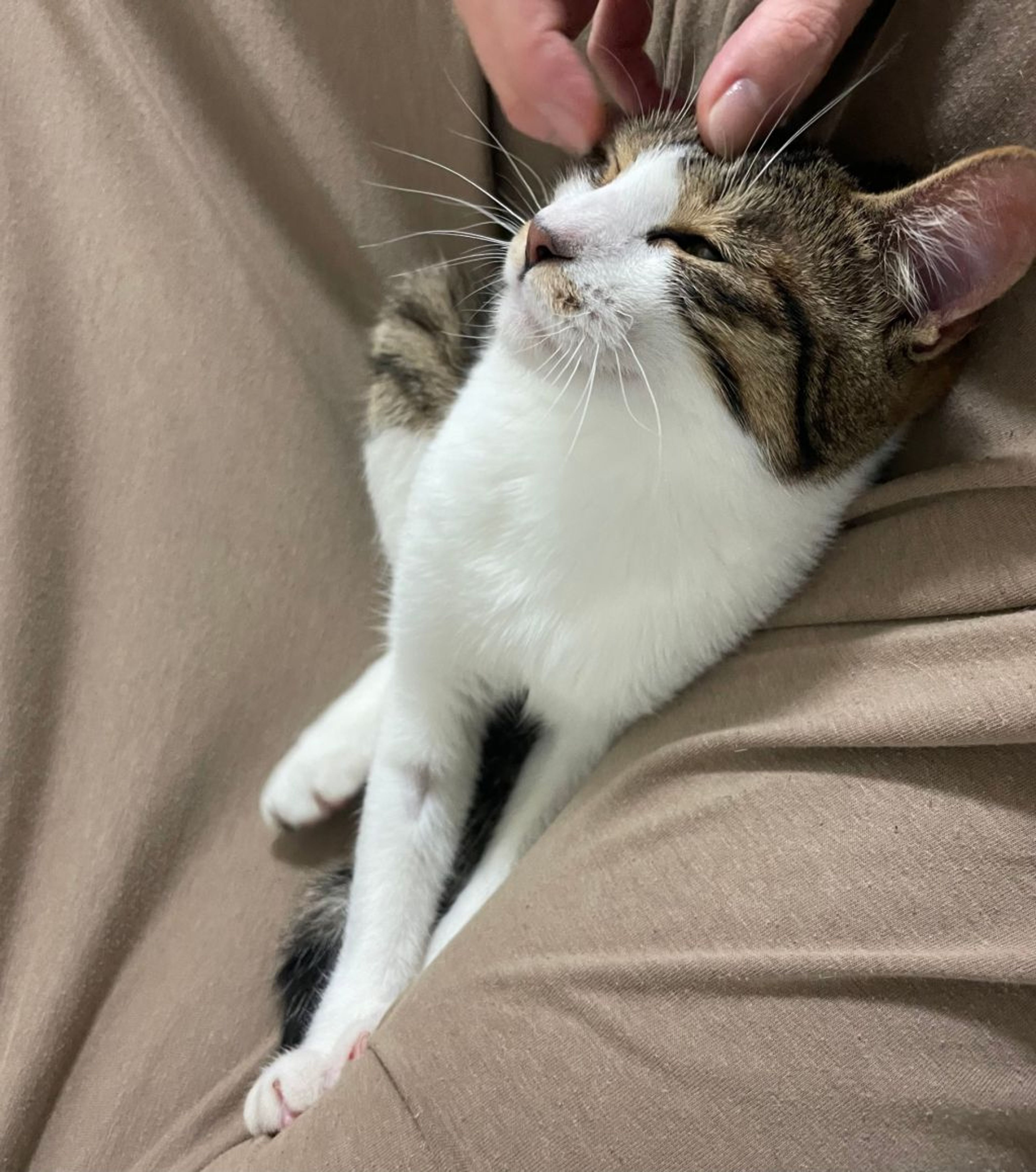 雑種（ミックス猫）・メスの里親募集の写真