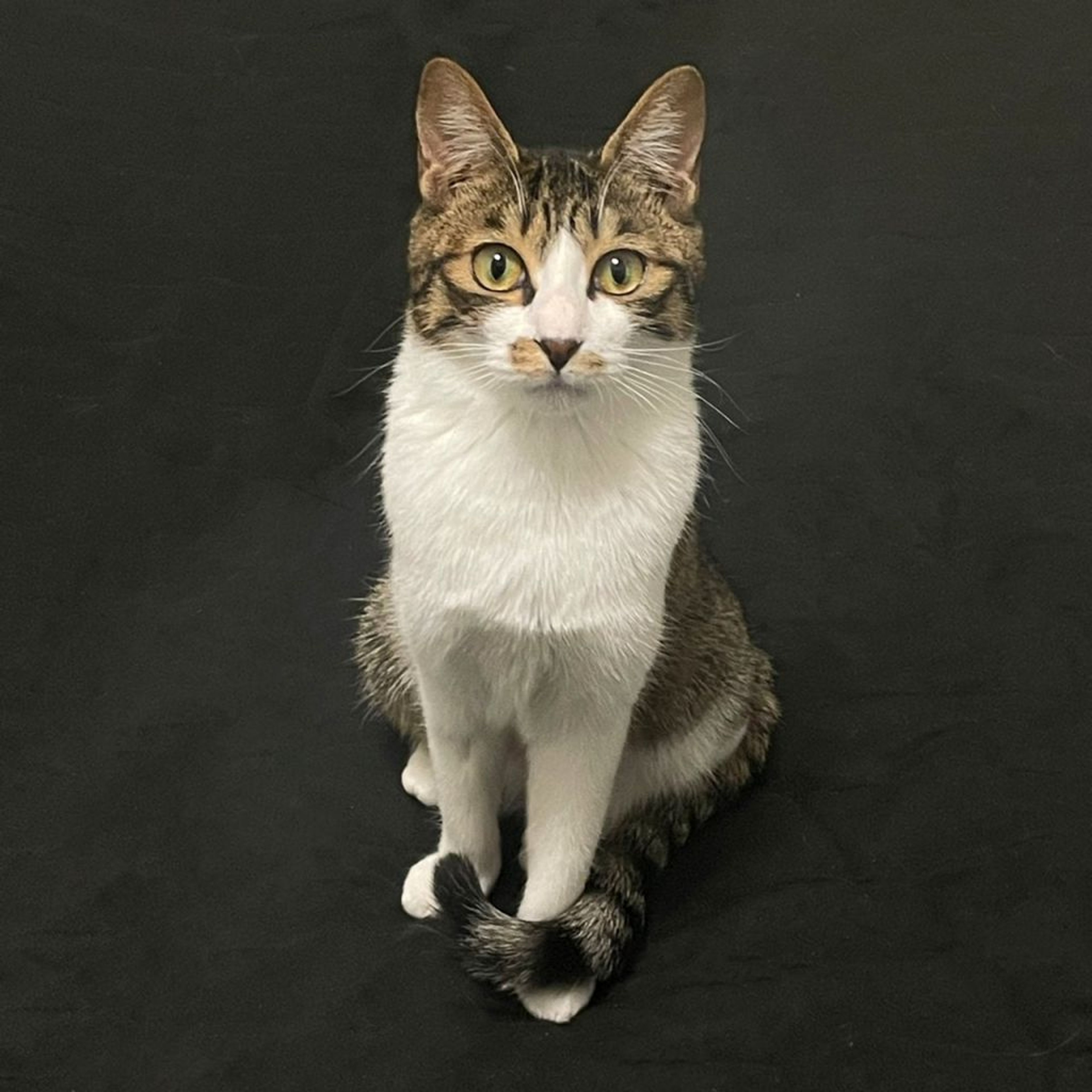 pet-image-3
