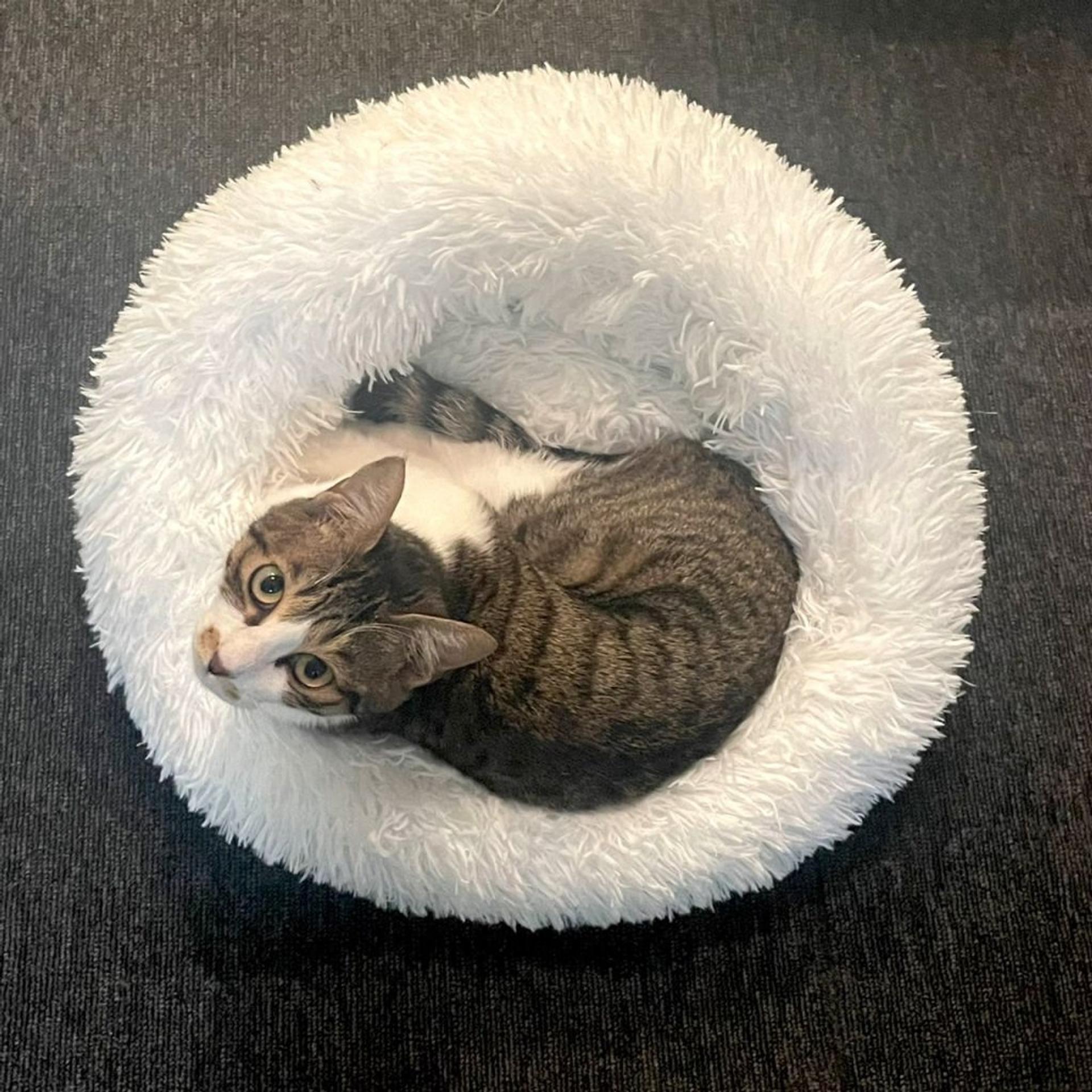 pet-image-4