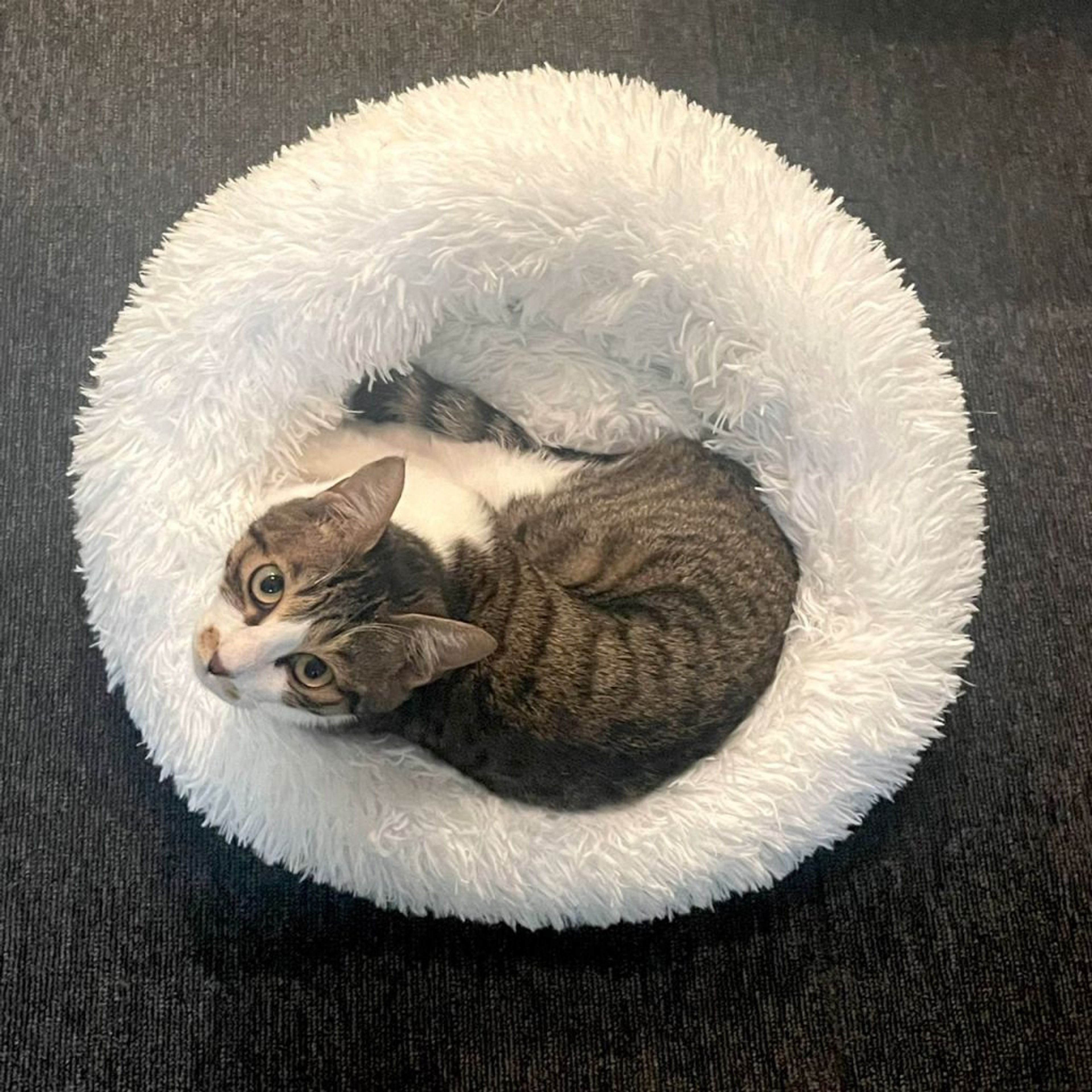 pet-image-4