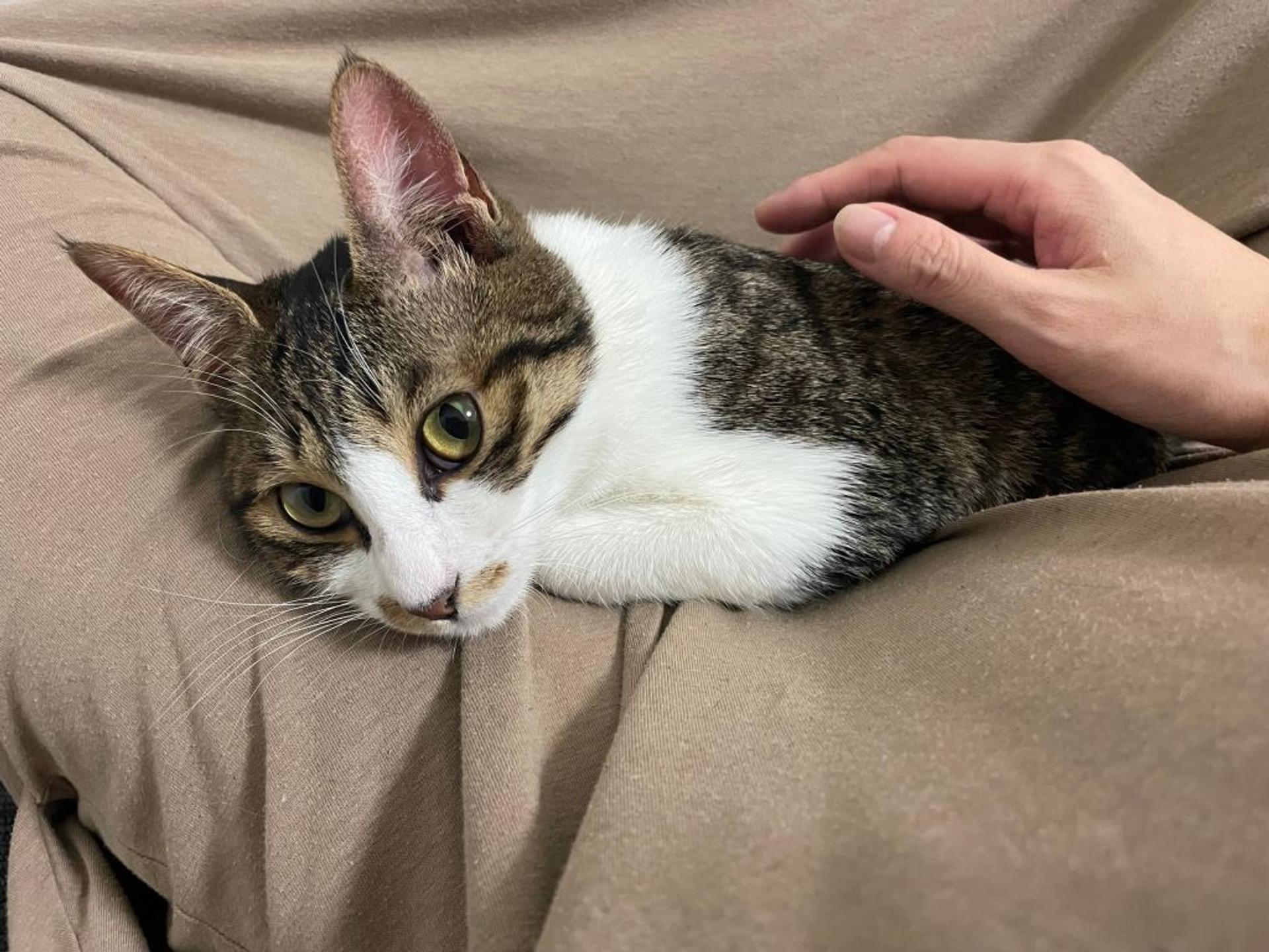 pet-image-5