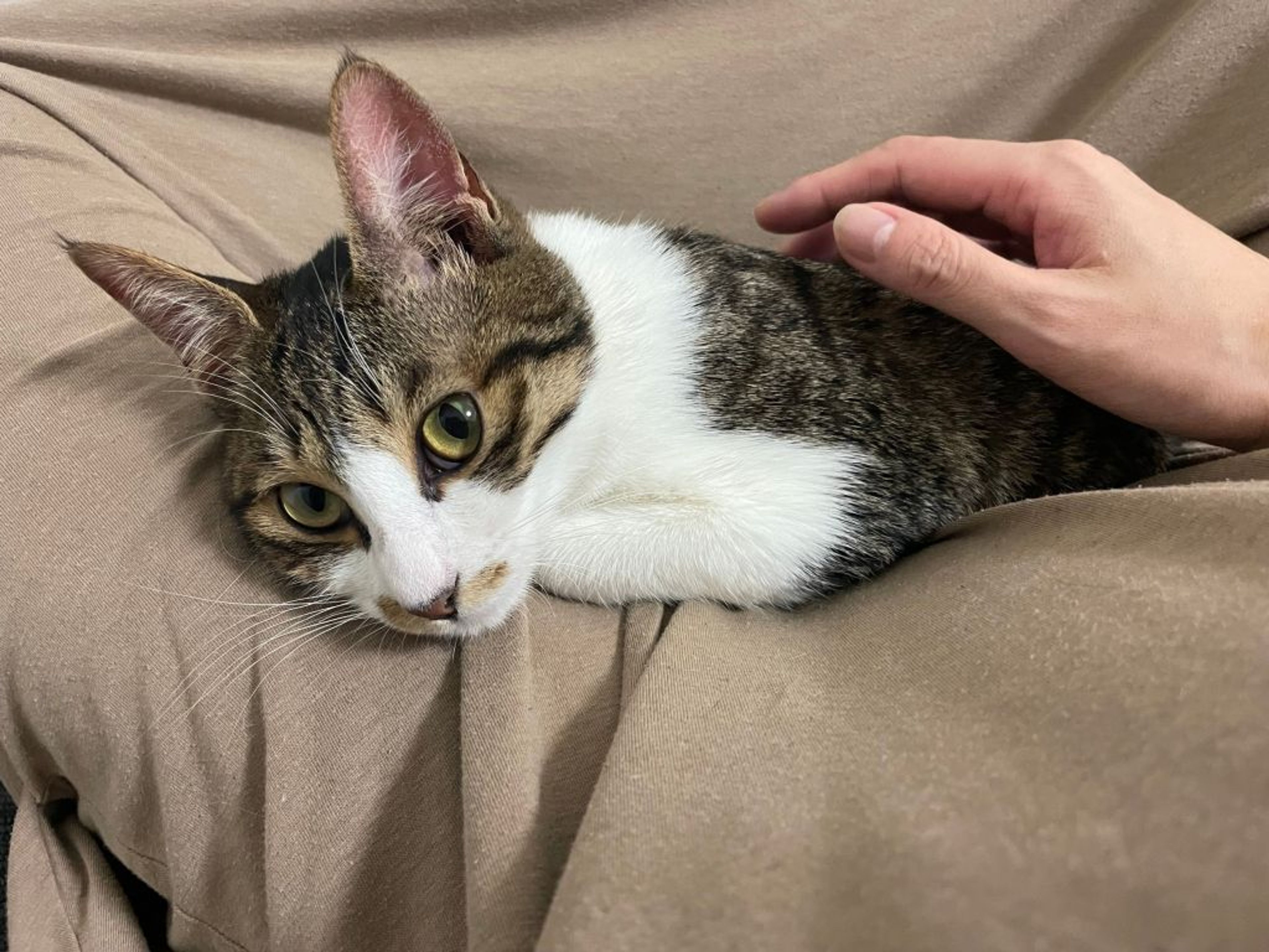 pet-image-5