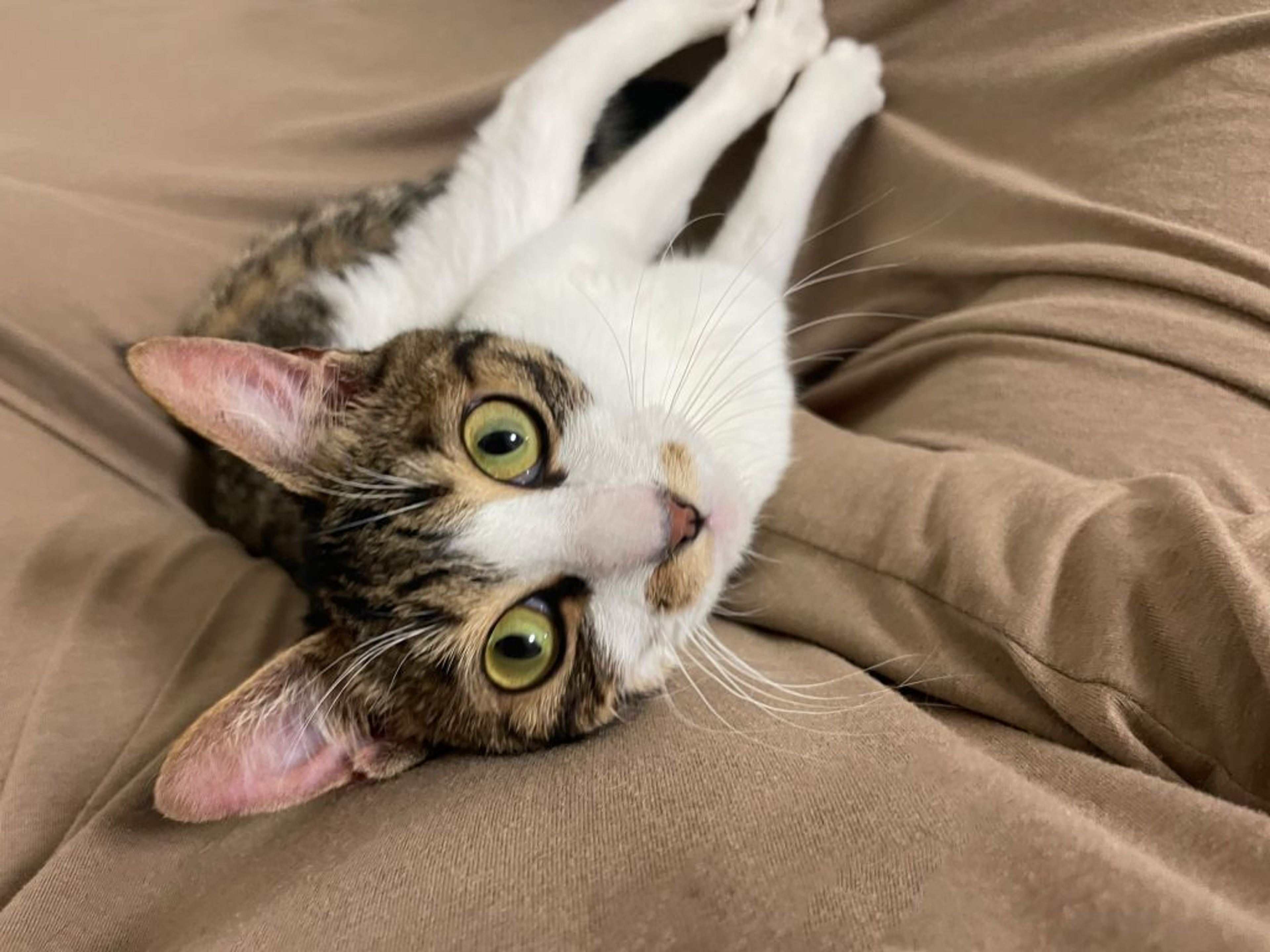 pet-image-6